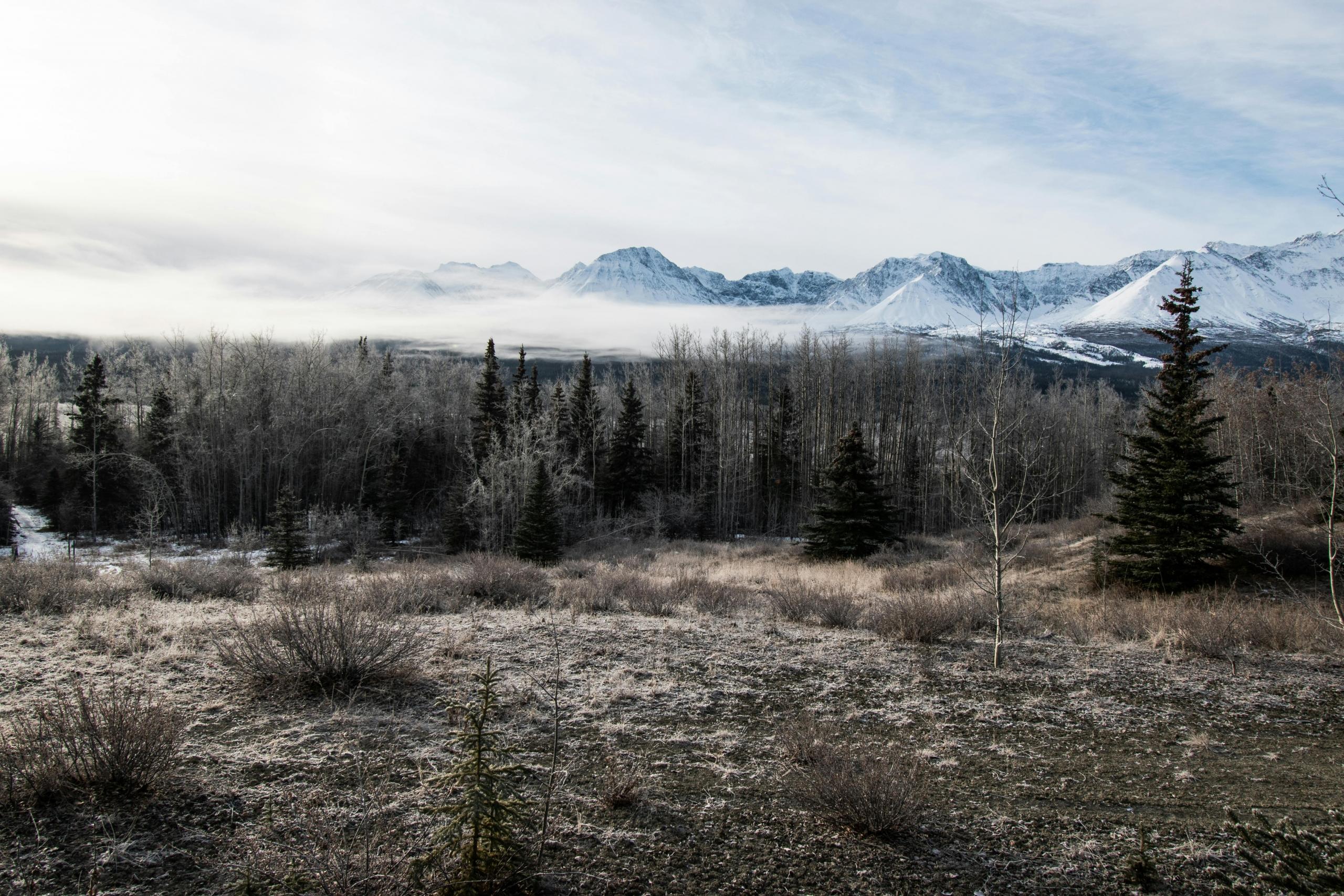 A wintry landscape in Yukon’s boreal forest, with snow-covered trees and mountains in the distance.