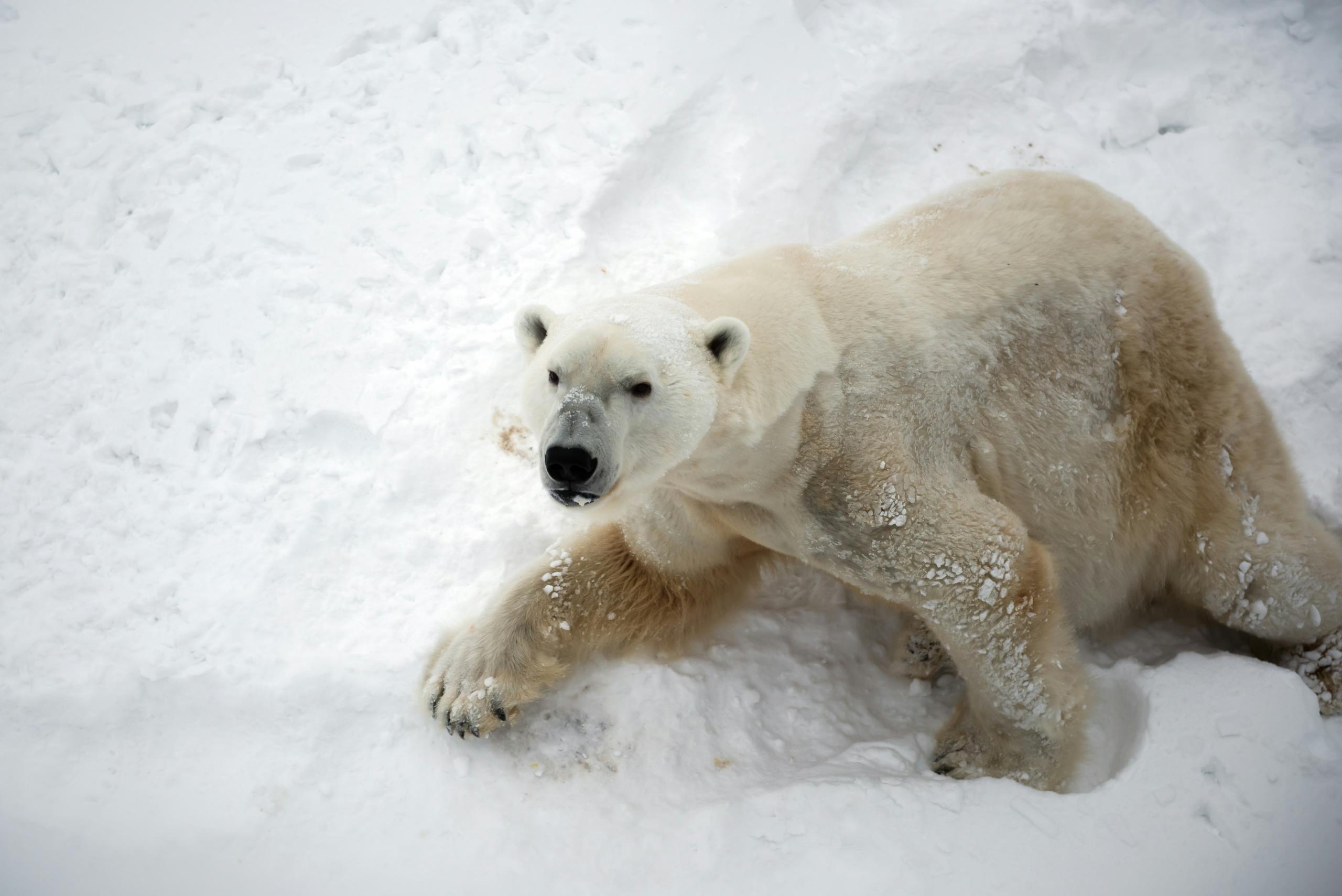 A polar bear walking through snow, camouflaged in the Arctic wilderness.