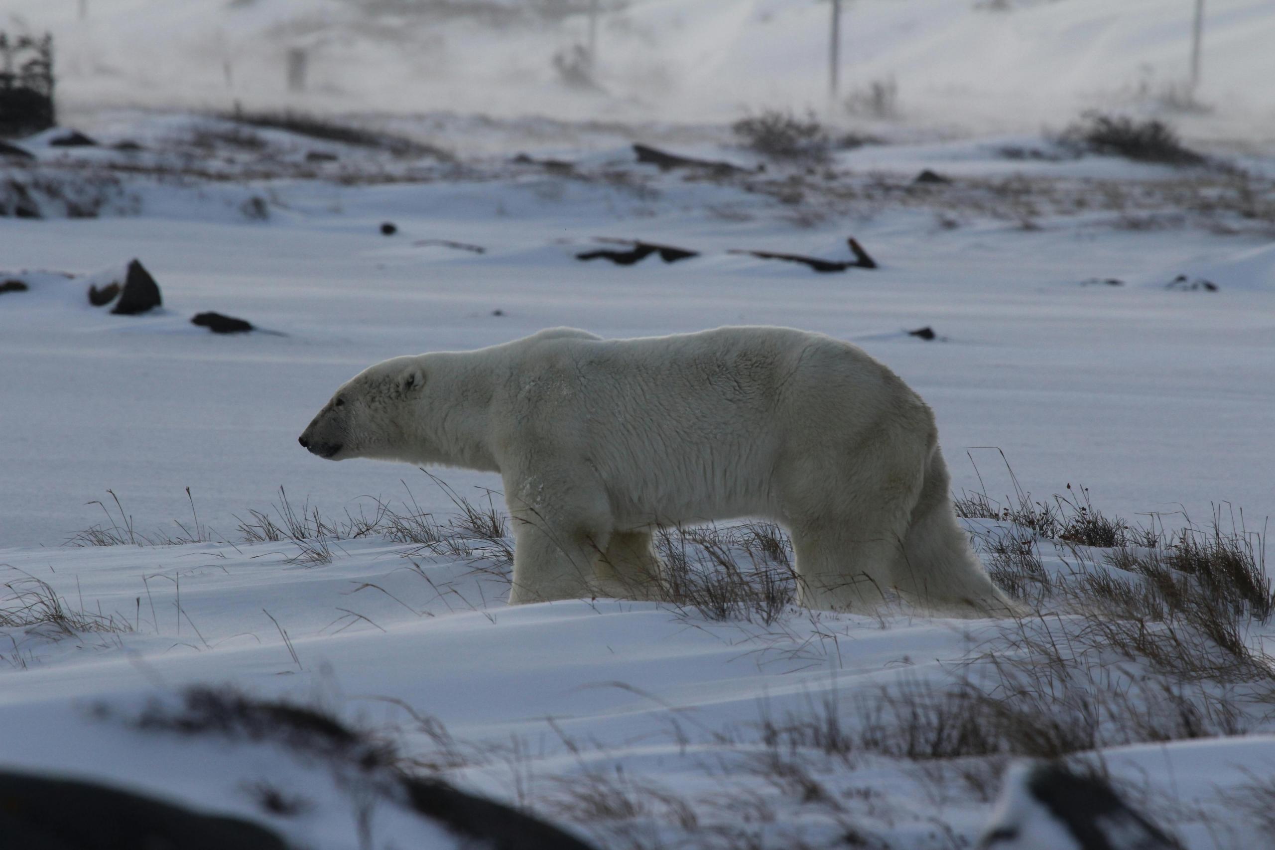 Polar bear walking through snow-covered terrain in the Arctic.