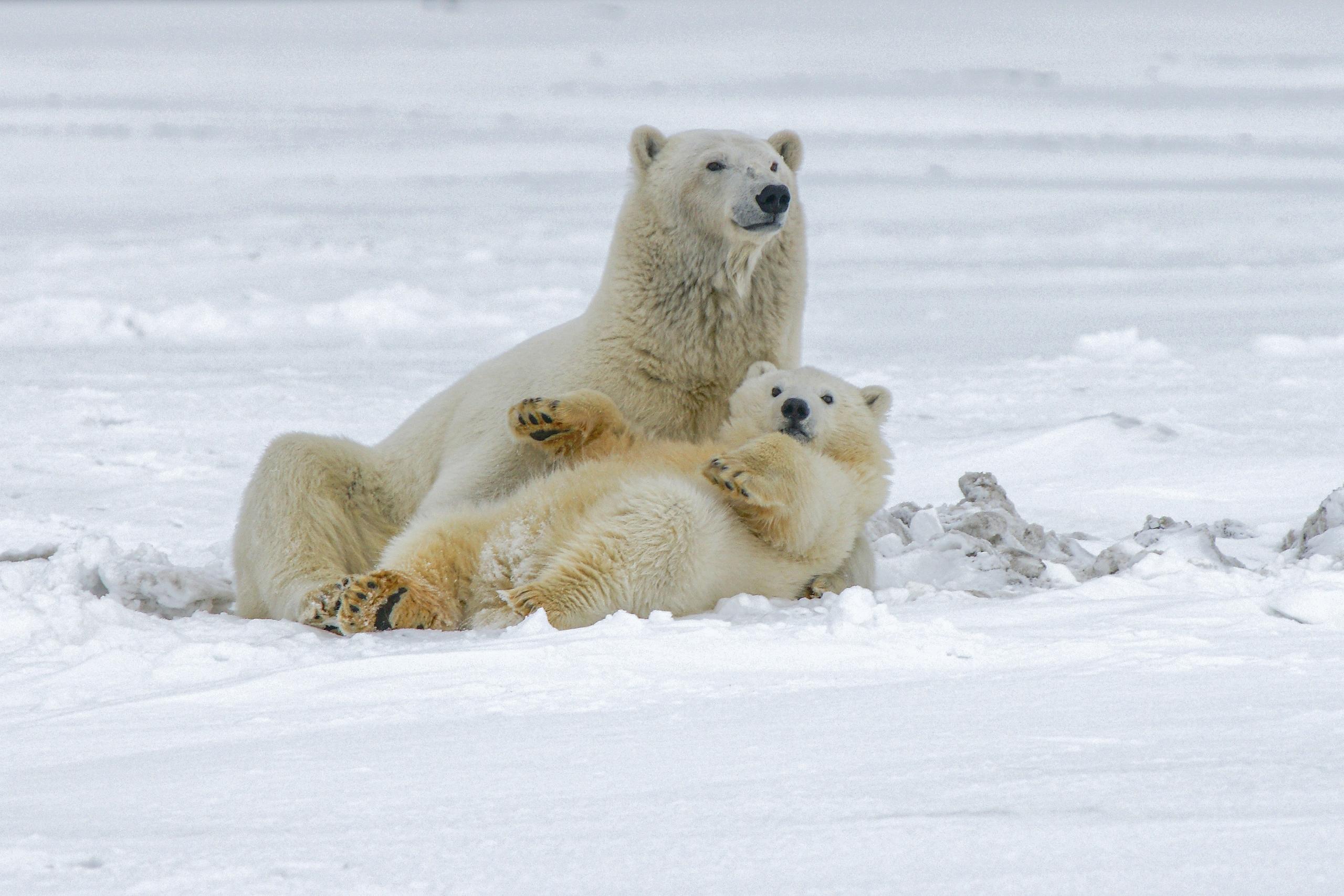 A polar bear mother and cub resting together on the snow in the Arctic.