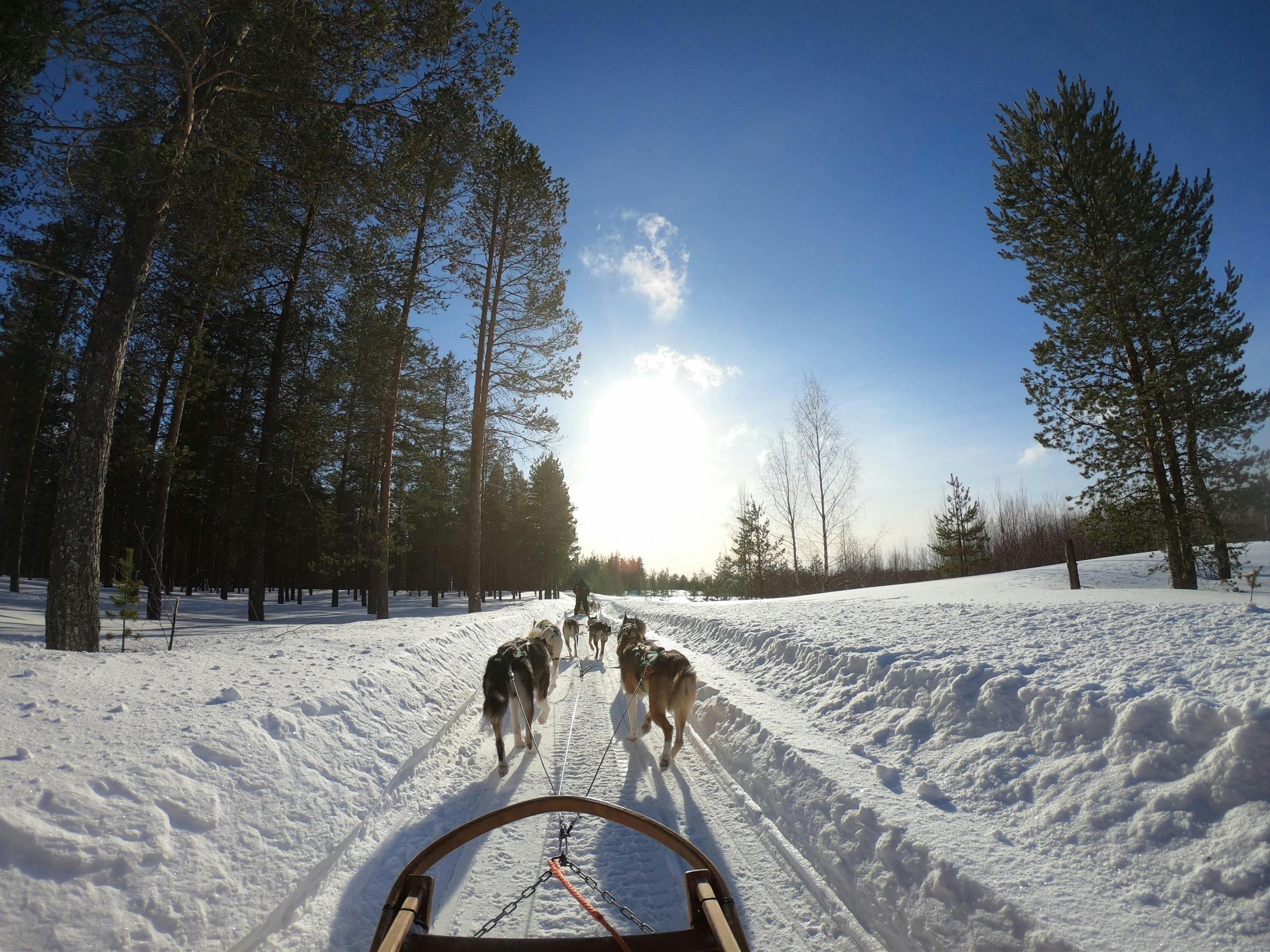 Sled dogs pulling a sled through a snowy forest under a clear blue sky.