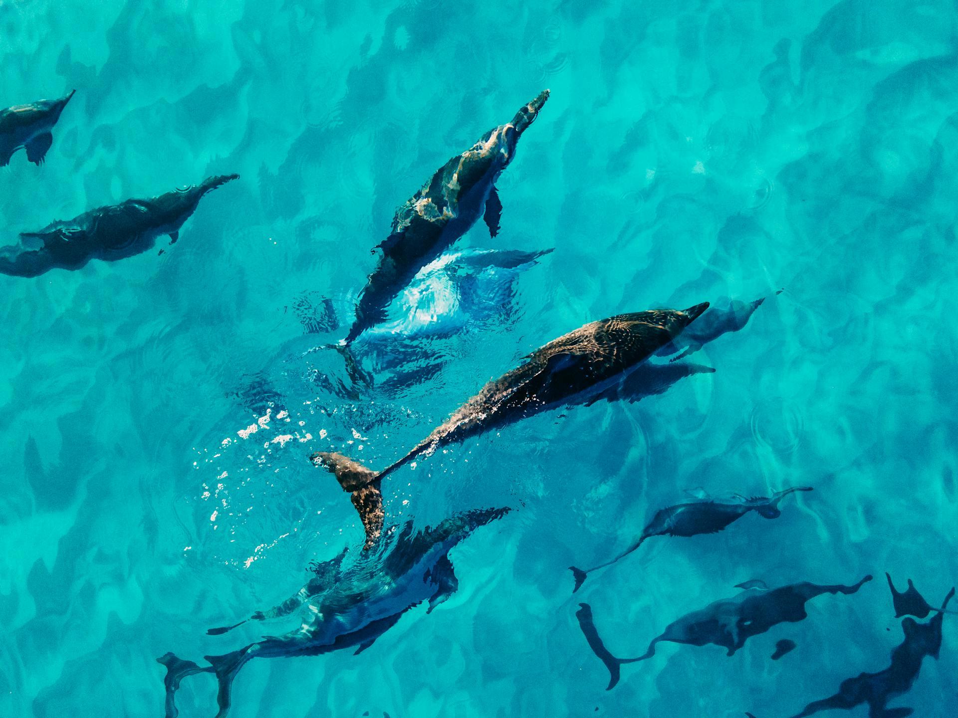 Dolphins swimming in blue clear water.