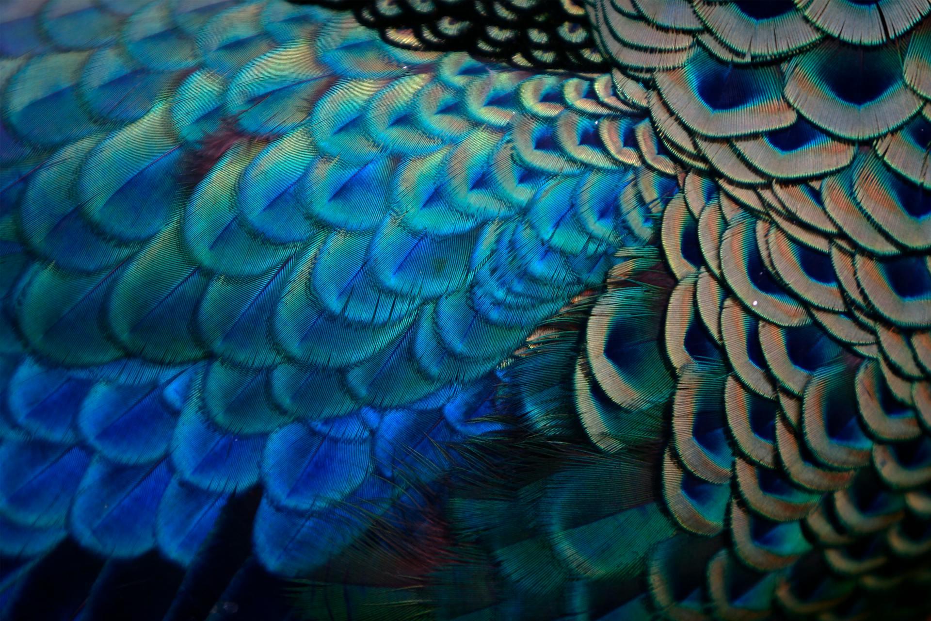 Close-up of Peacock Feathers