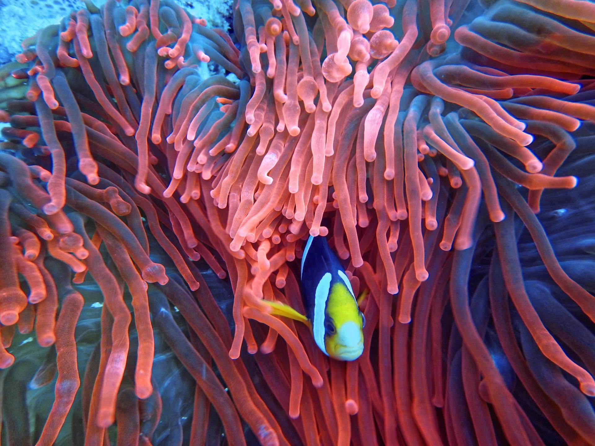 Photo of a Fish on Pink Corals.