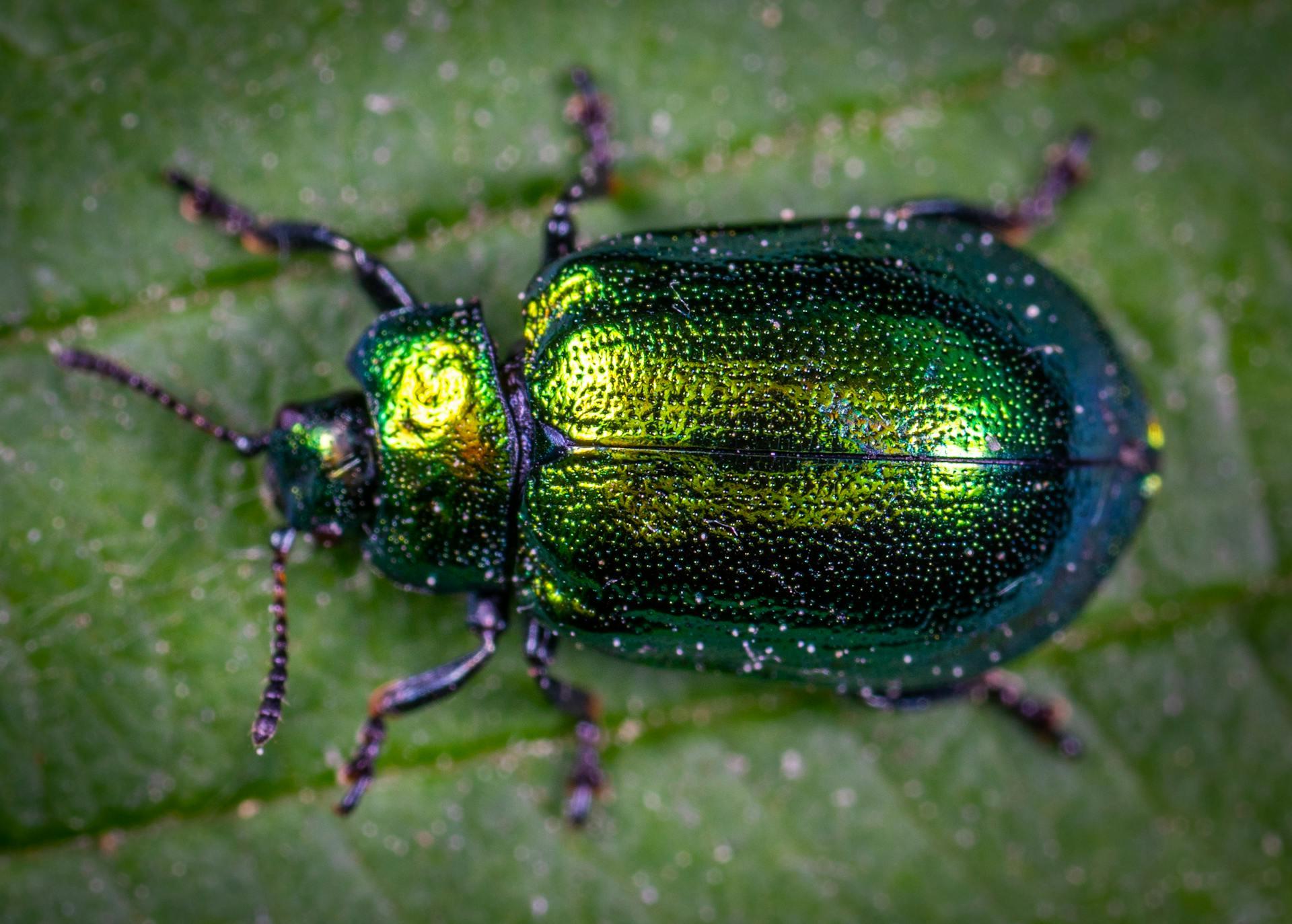 Macro Photography of Jewel Beetle on Green Leaf.
