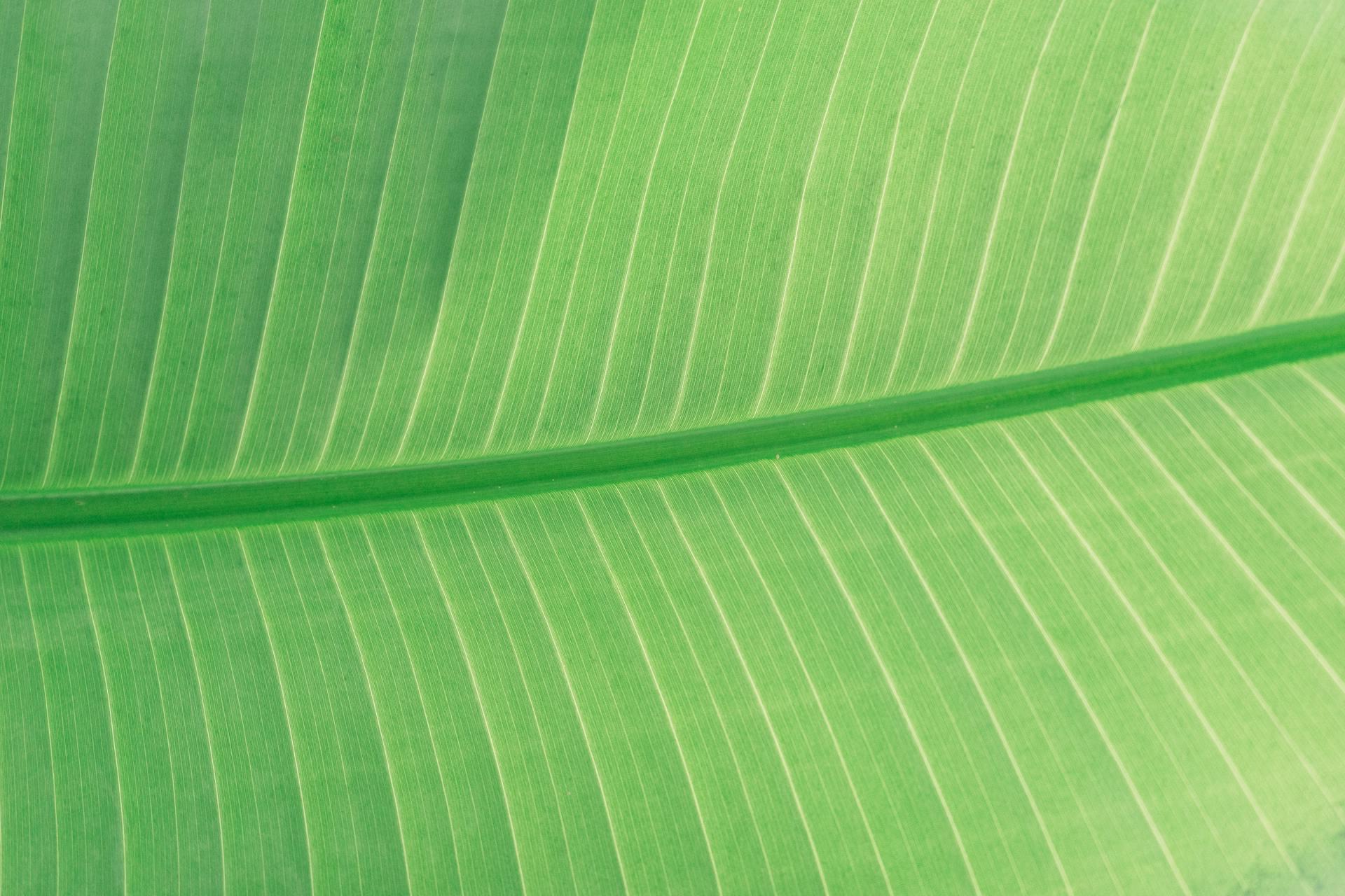 Screenshot of Green Leaf