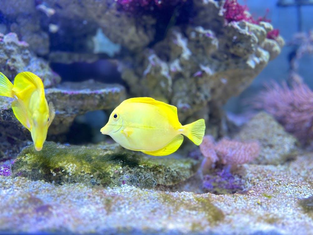 Yellow Fish on Seabed. 