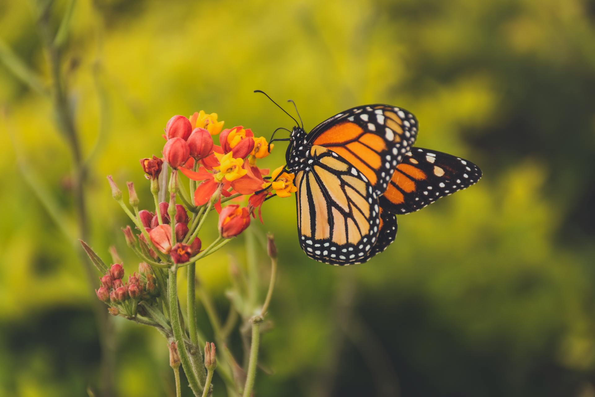 A Monarch Butterfly Perched on Yellow and Red Flowers. 