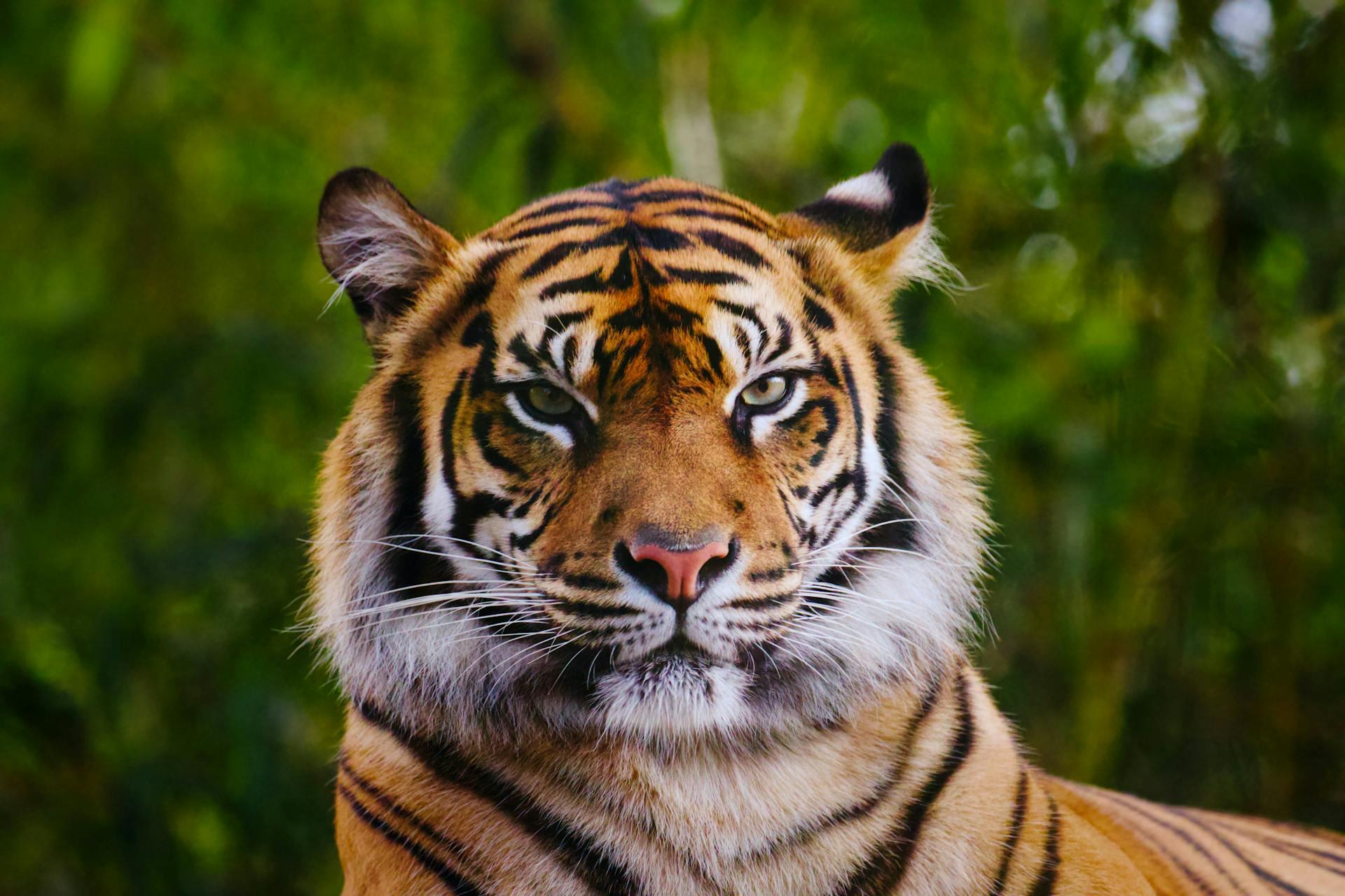 Photograph showing the Head of Tiger.