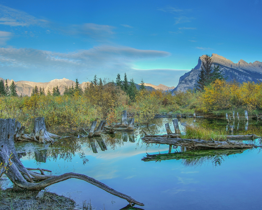 Reflective mountain view in Banff National Park featuring vibrant vegetation and crystal-clear waters.
