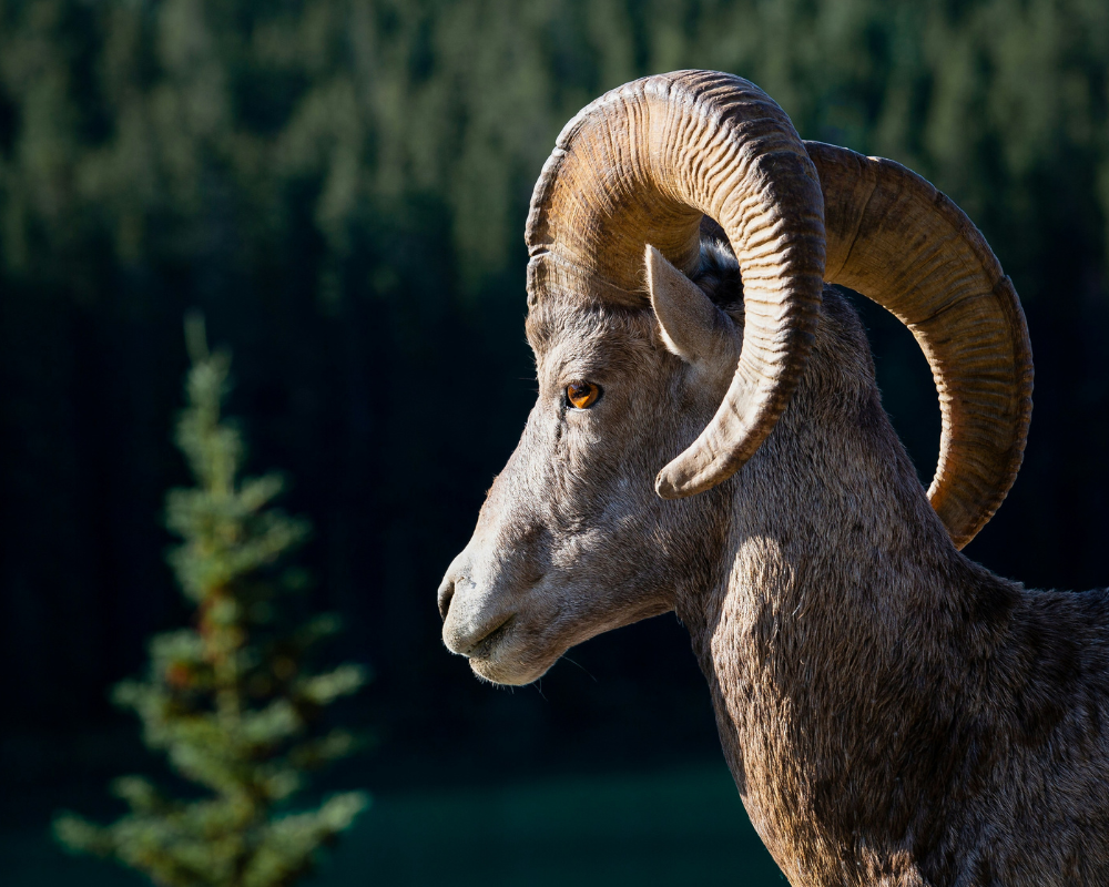 Close-up of a bighorn sheep with its curved horns in Banff National Park.