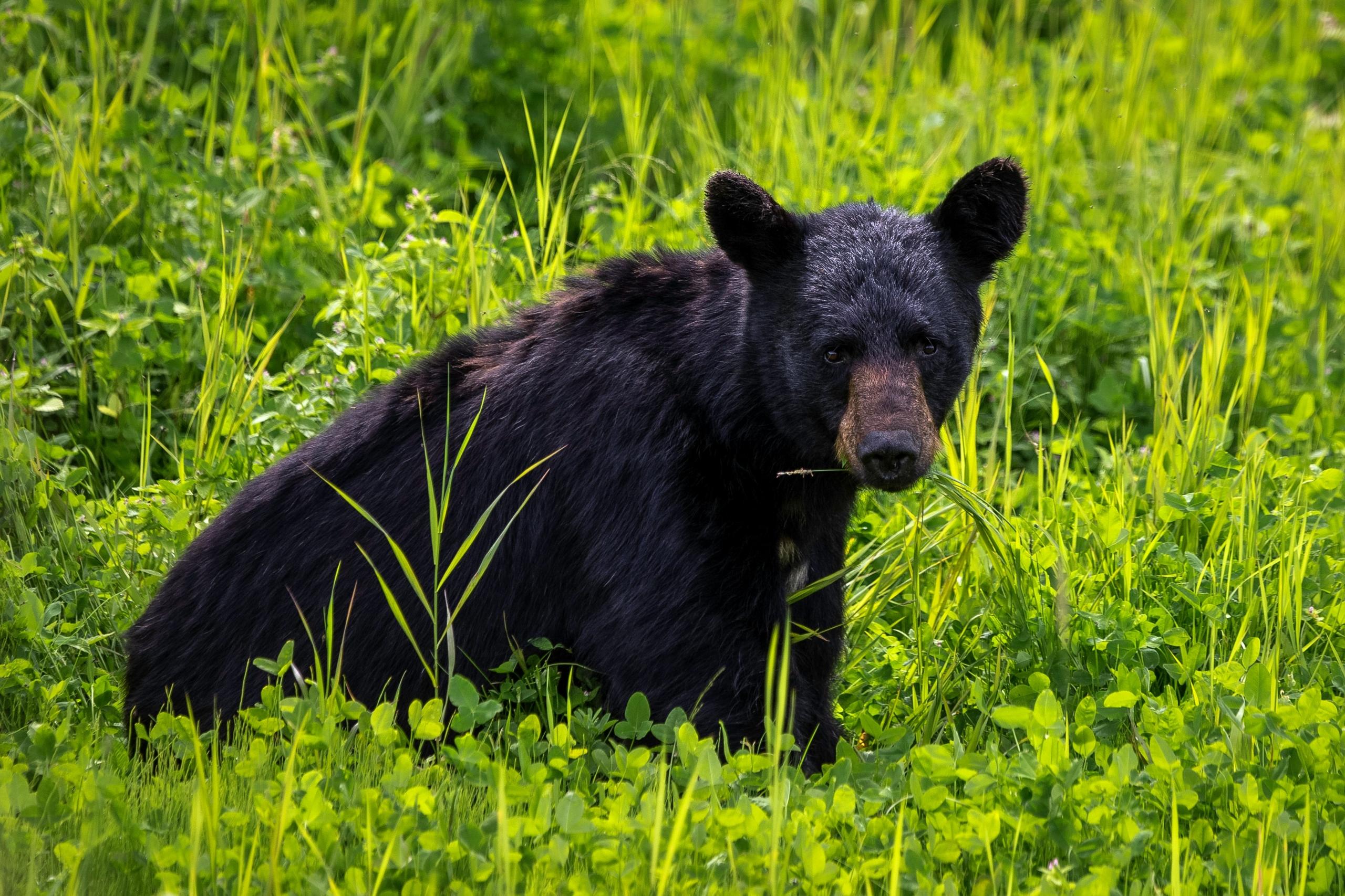 Black bear sitting and eating in a grassy area.