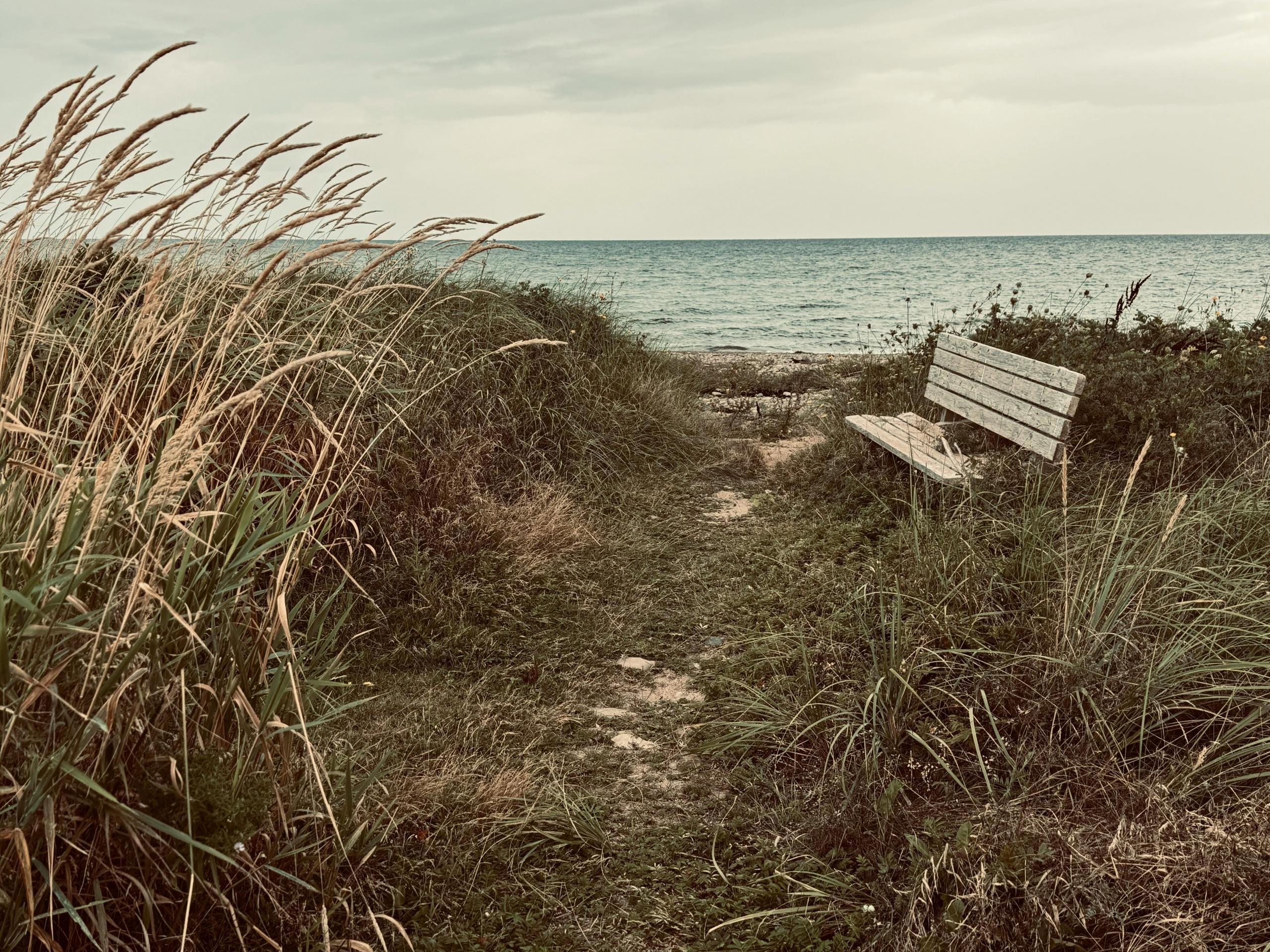 an empty bench stands in a grassy area with a view of the ocean.