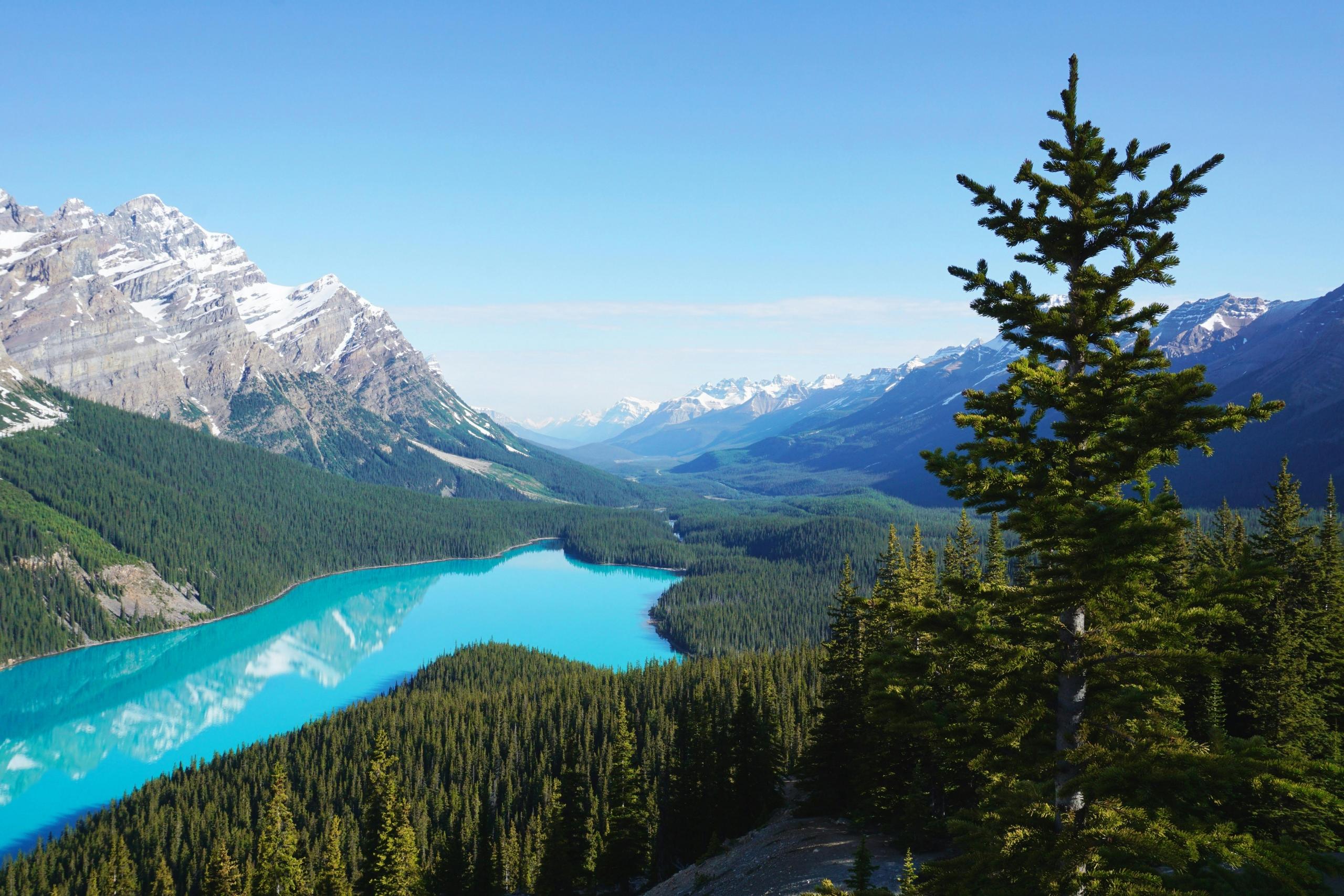 a view of Peyto Lake from above. The lake is turquoise blue and surrounded by trees and mountains.