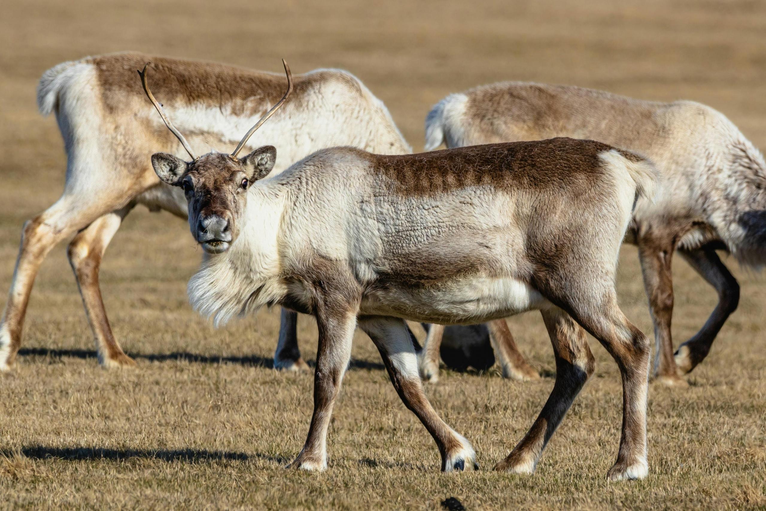 Close-up of a small herd of caribou grazing in an open field, highlighting their distinctive antlers and thick winter coats.