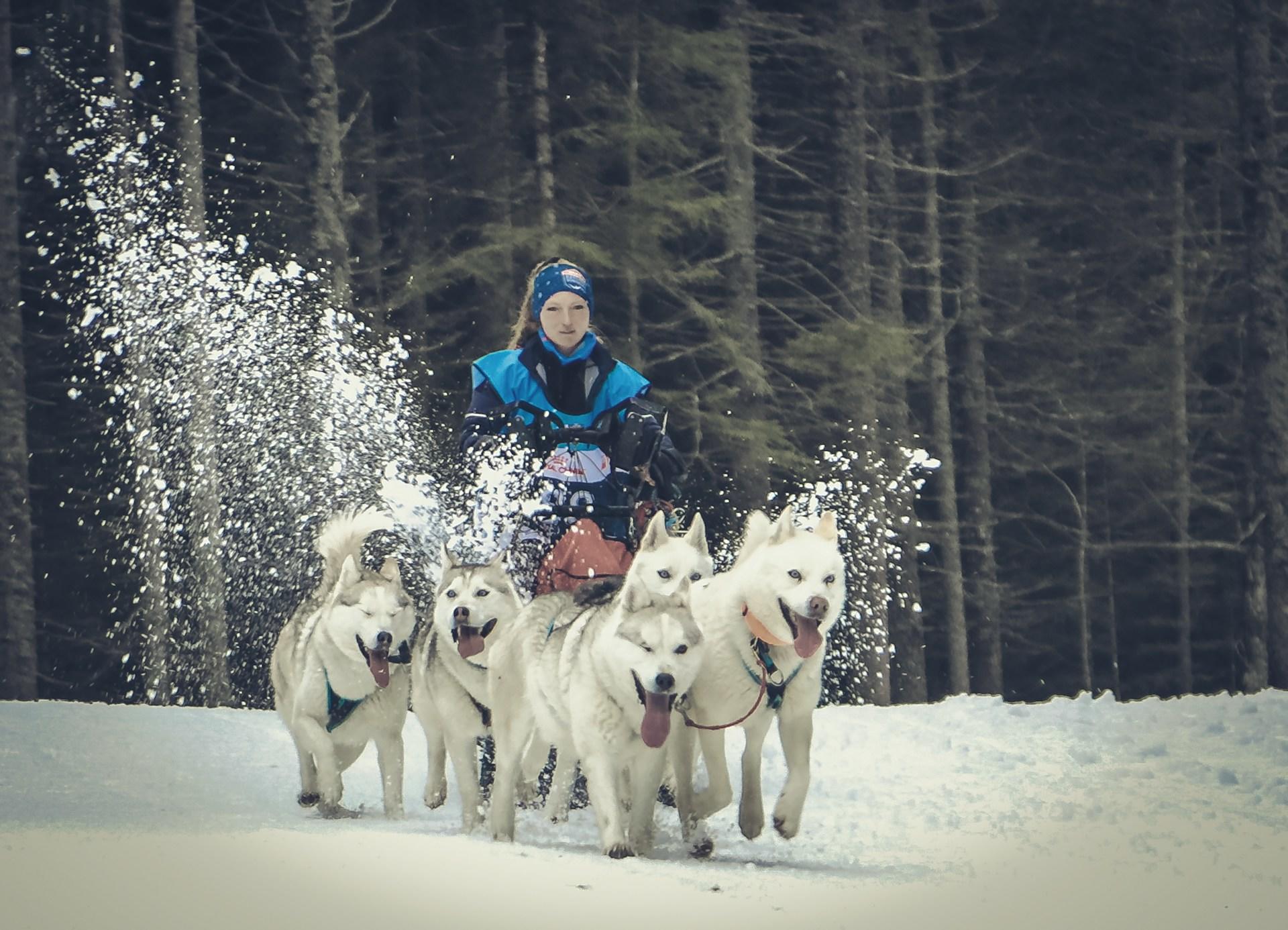 A woman on a sled being pulled by 5 huskies through the snow with the forrest in the background.