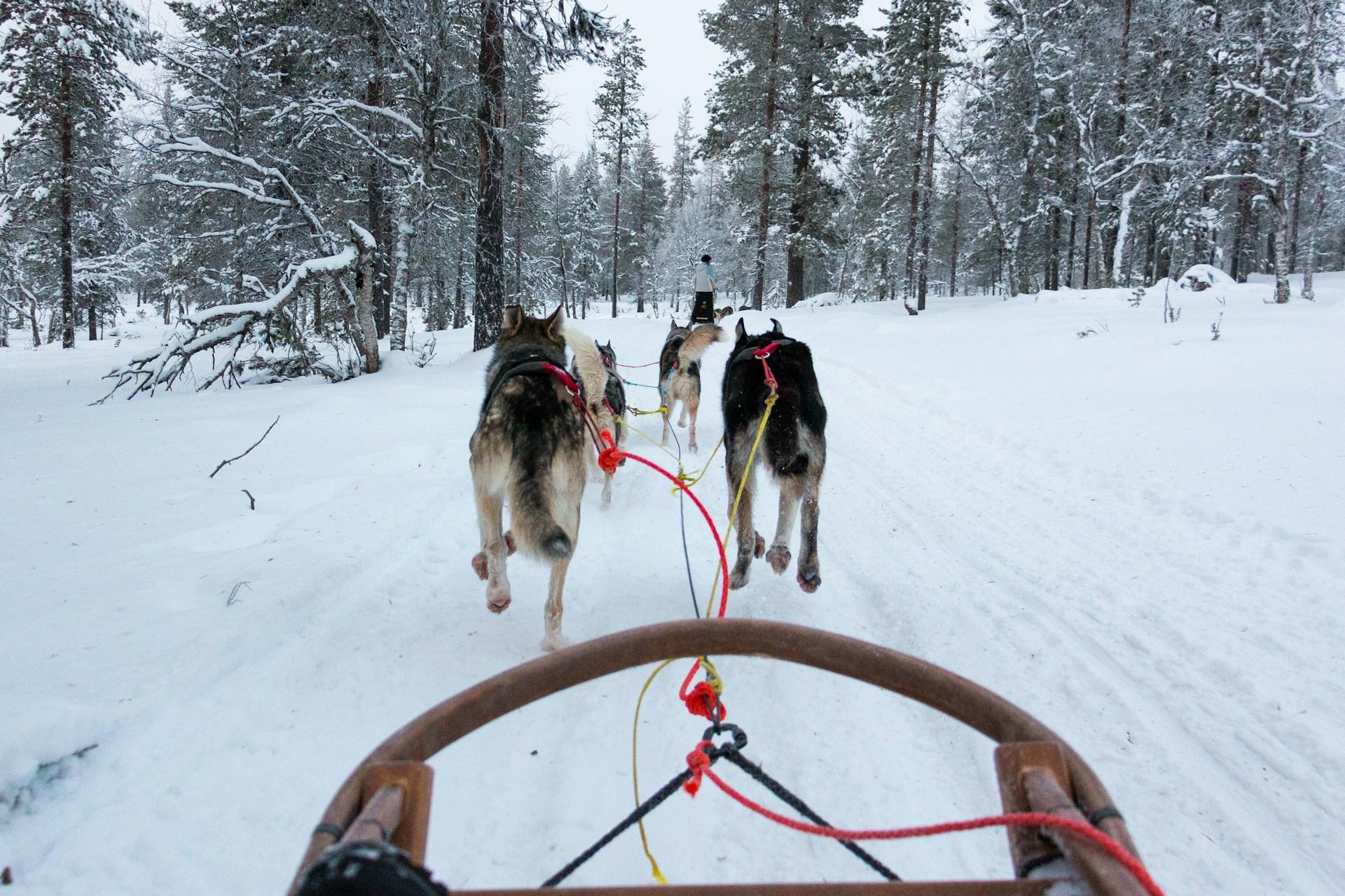 4 dogs pulling a sled through a snowy forrest.
