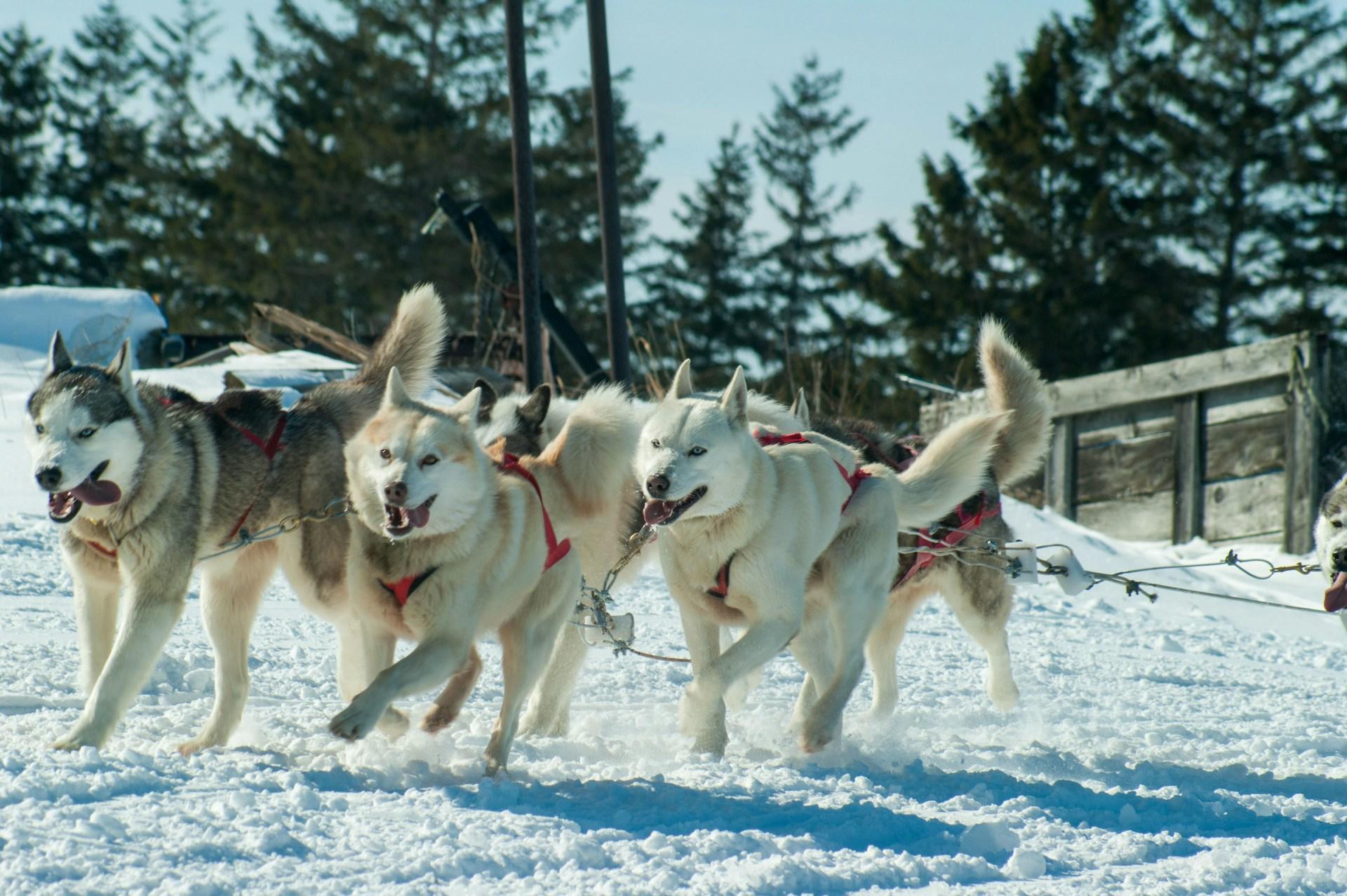 5 huskies pulling a sled across the snow.