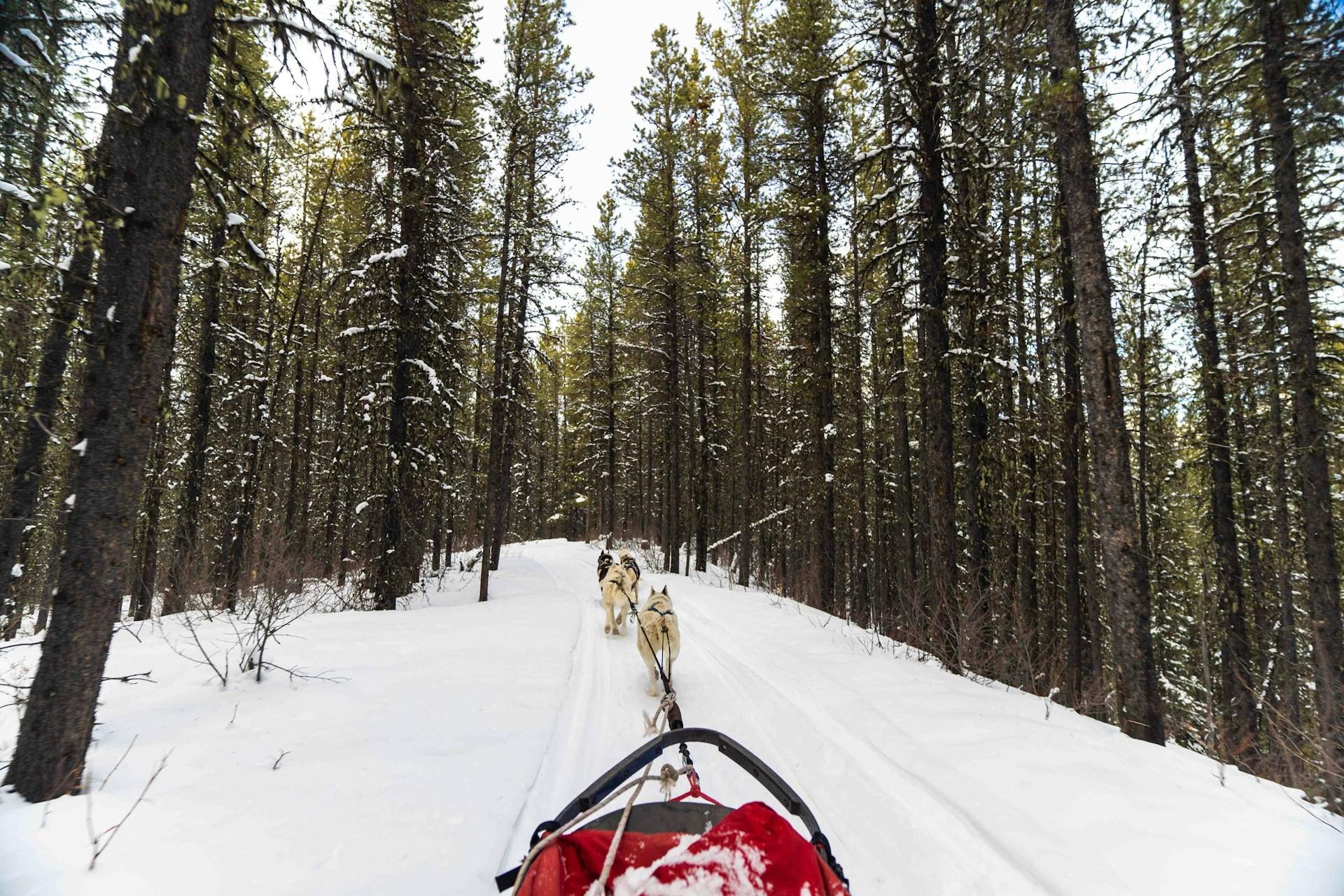 Dog sled moving through a snowy forest path.