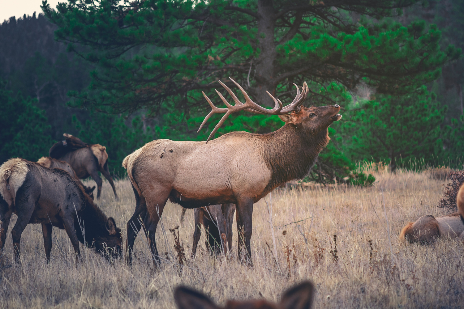 A herd of elk grazing in a grassy field surrounded by lush forest in Banff National Park