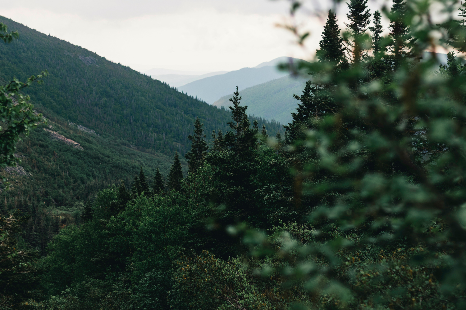Dense forest and rolling mountains in Gaspésie National Park, Quebec, showcasing the lush greenery and expansive wilderness of the park.