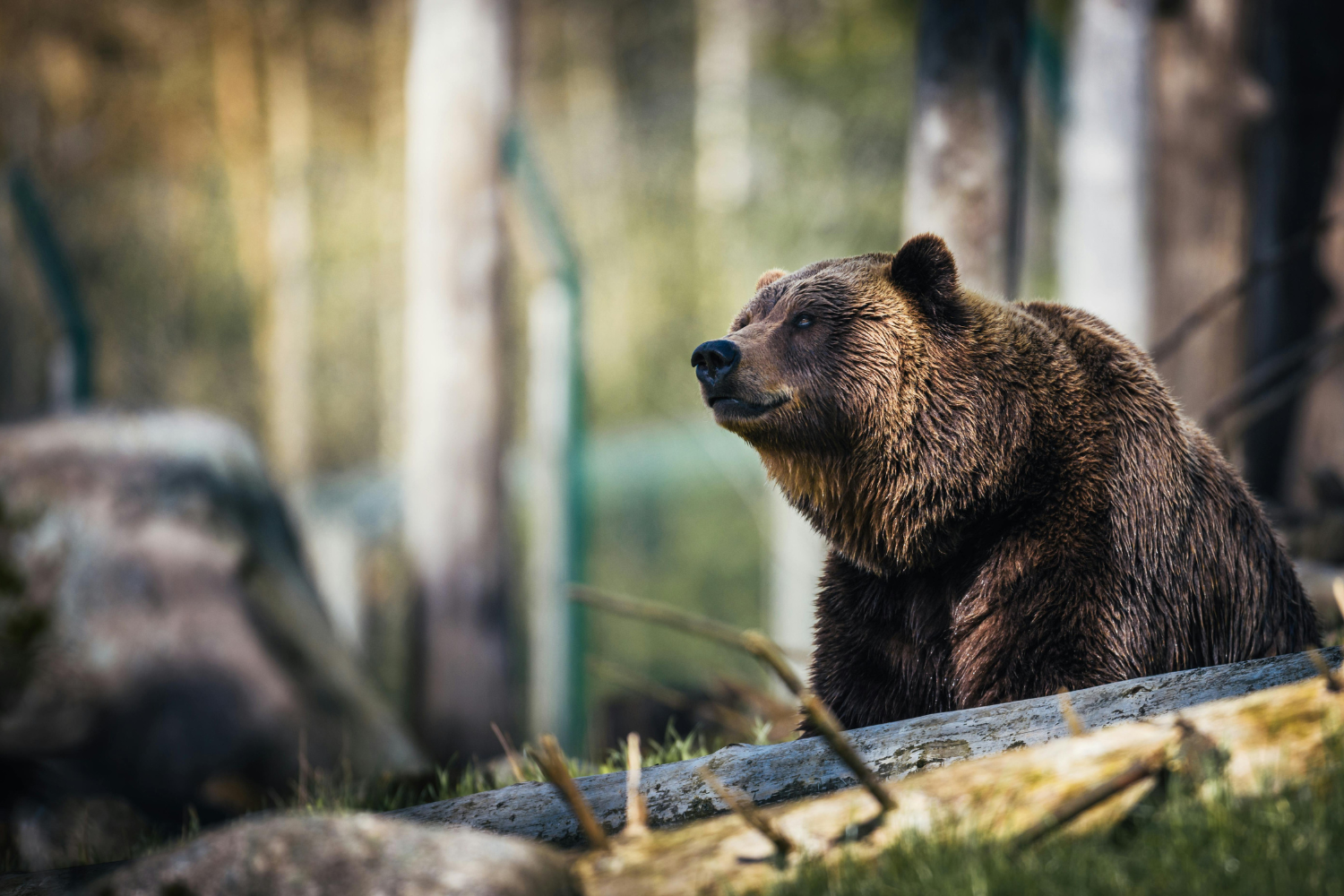 A close-up of a grizzly bear sitting in a forested area in Jasper National Park, showcasing its thick brown fur and calm demeanor.