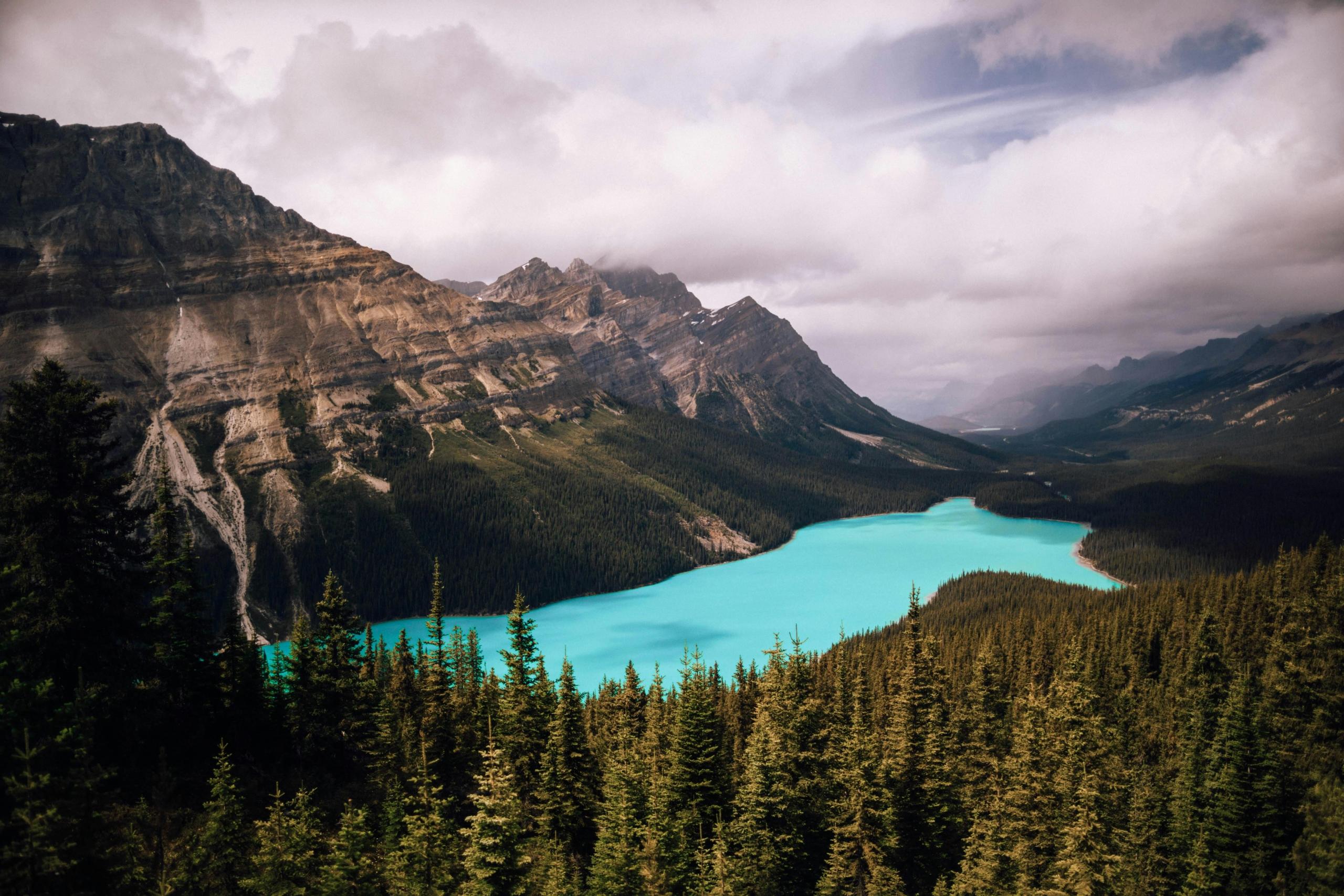 A view of Peyto Lake. A wolf-shaped lake stands out in bright blue. Around the lake are dark forests, mountains, and clouds.