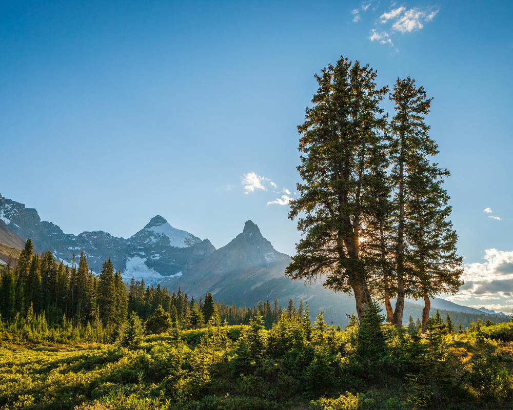 Jasper National Park mountain landscape with vibrant greenery.