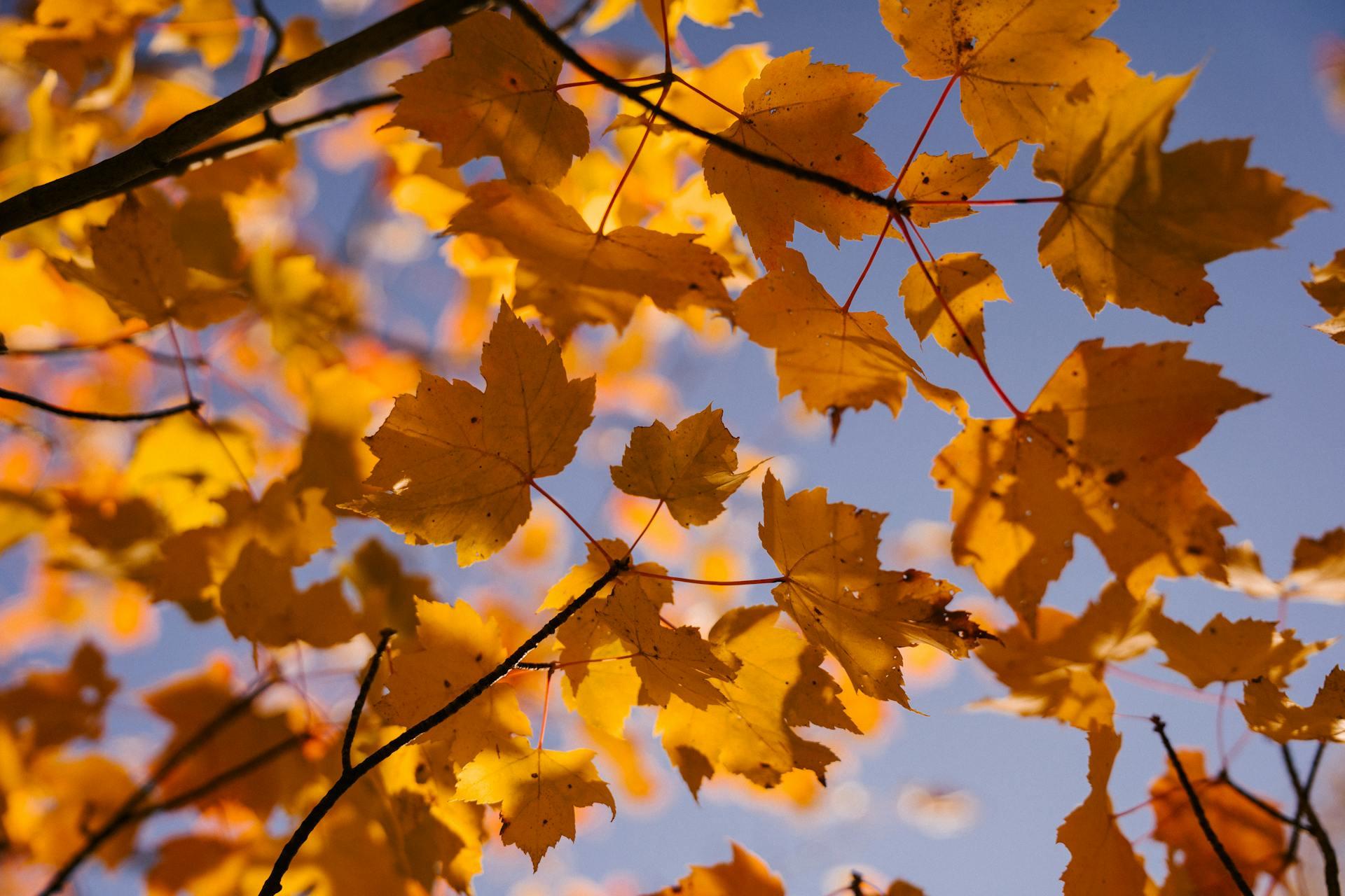 Photograph showing yellow leaves of a maple tree and a clear blue sky in the background.