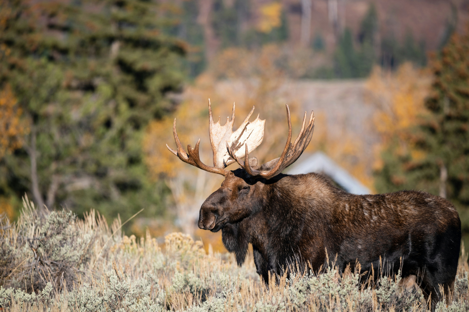 A moose with large antlers standing in a field with trees and mountains in the background.