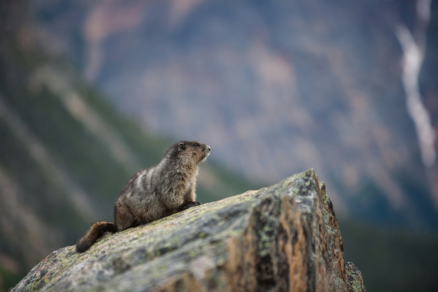 A marmot sitting on a rocky outcrop in Jasper National Park, with a backdrop of blurred mountains and rugged wilderness.