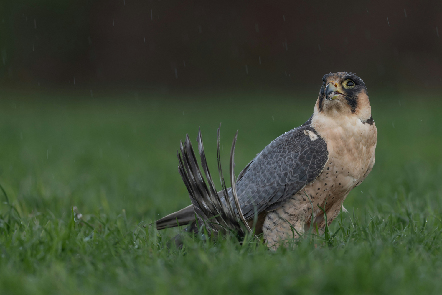 Peregrine falcon perched on green grass, looking up with its feathers slightly ruffled.