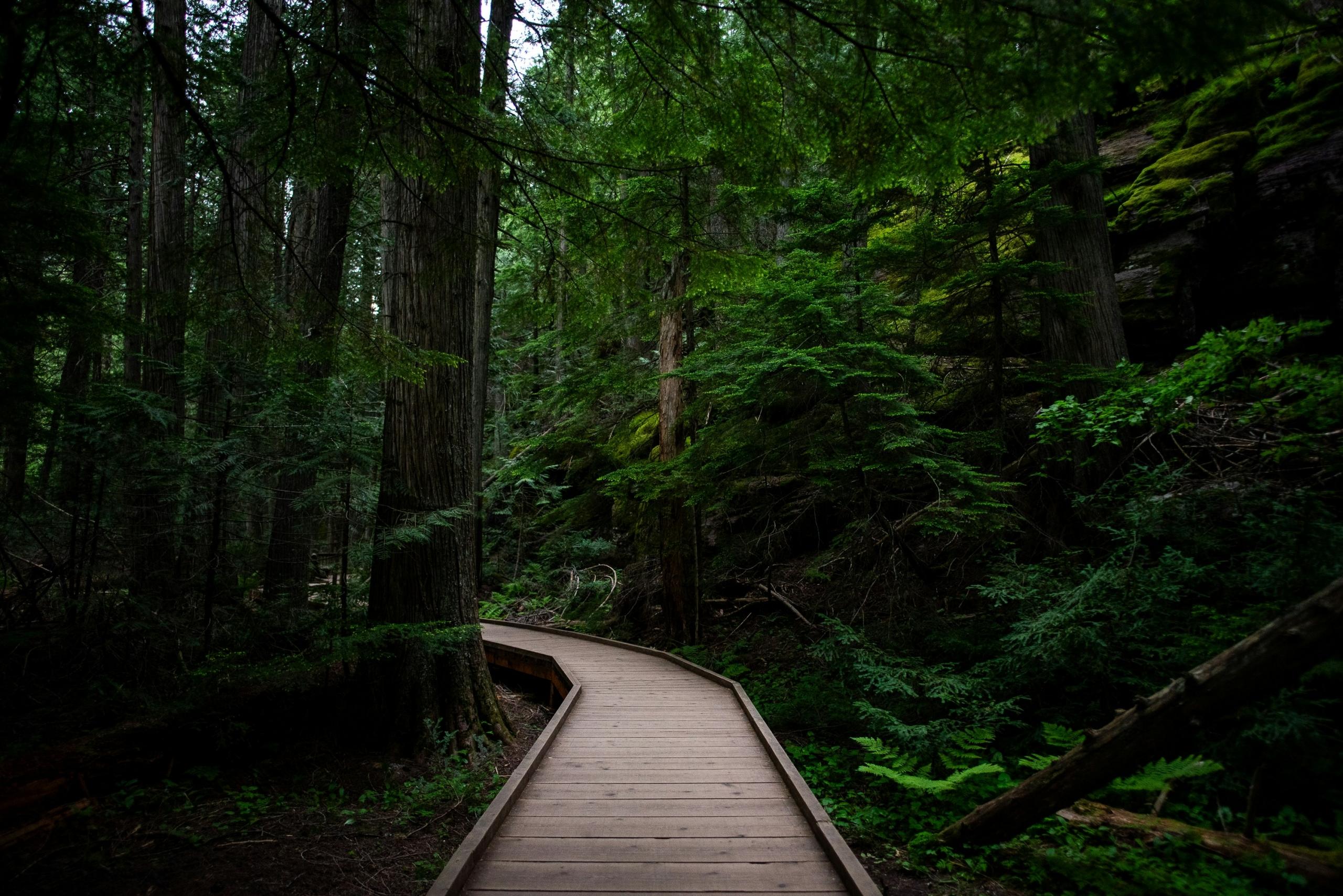 A wooden boardwalk winding through a lush temperate rainforest, surrounded by tall trees and dense green foliage in Pacific Rim National Park Reserve.