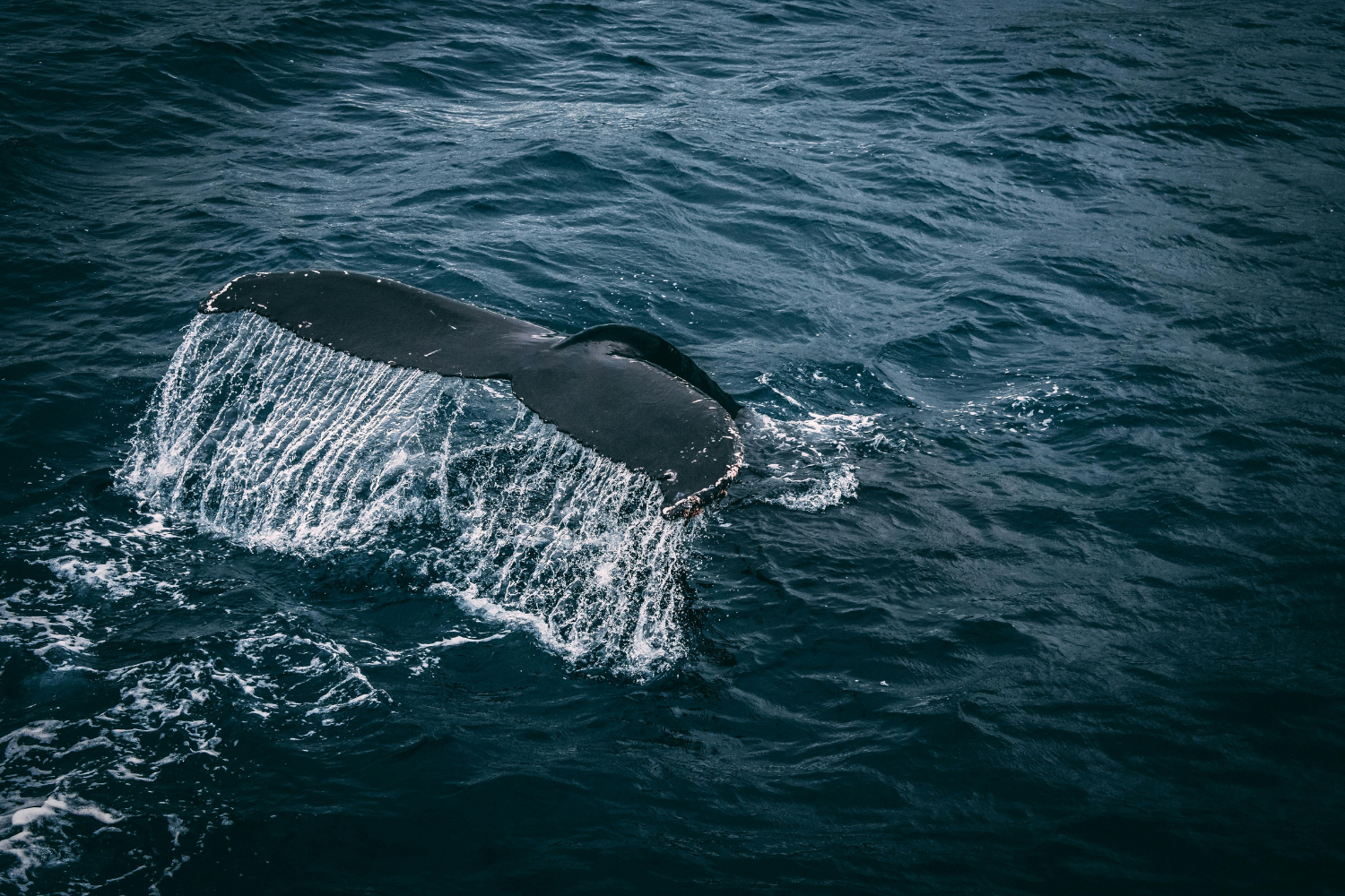 A close-up of a whale’s tail splashing in the water as it dives underwater, showcasing powerful movement against deep blue waves.