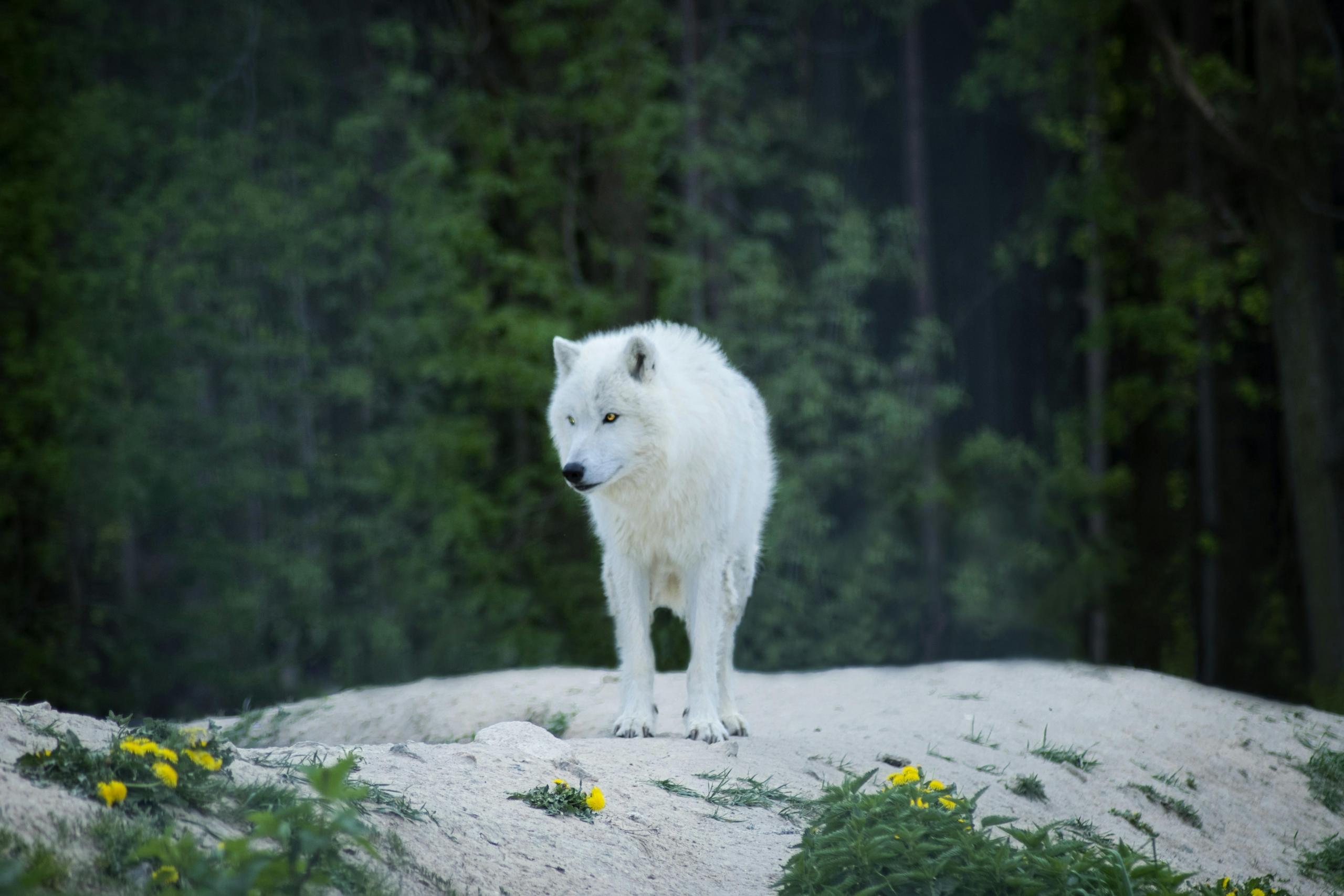 A white wolf stands on a rock.