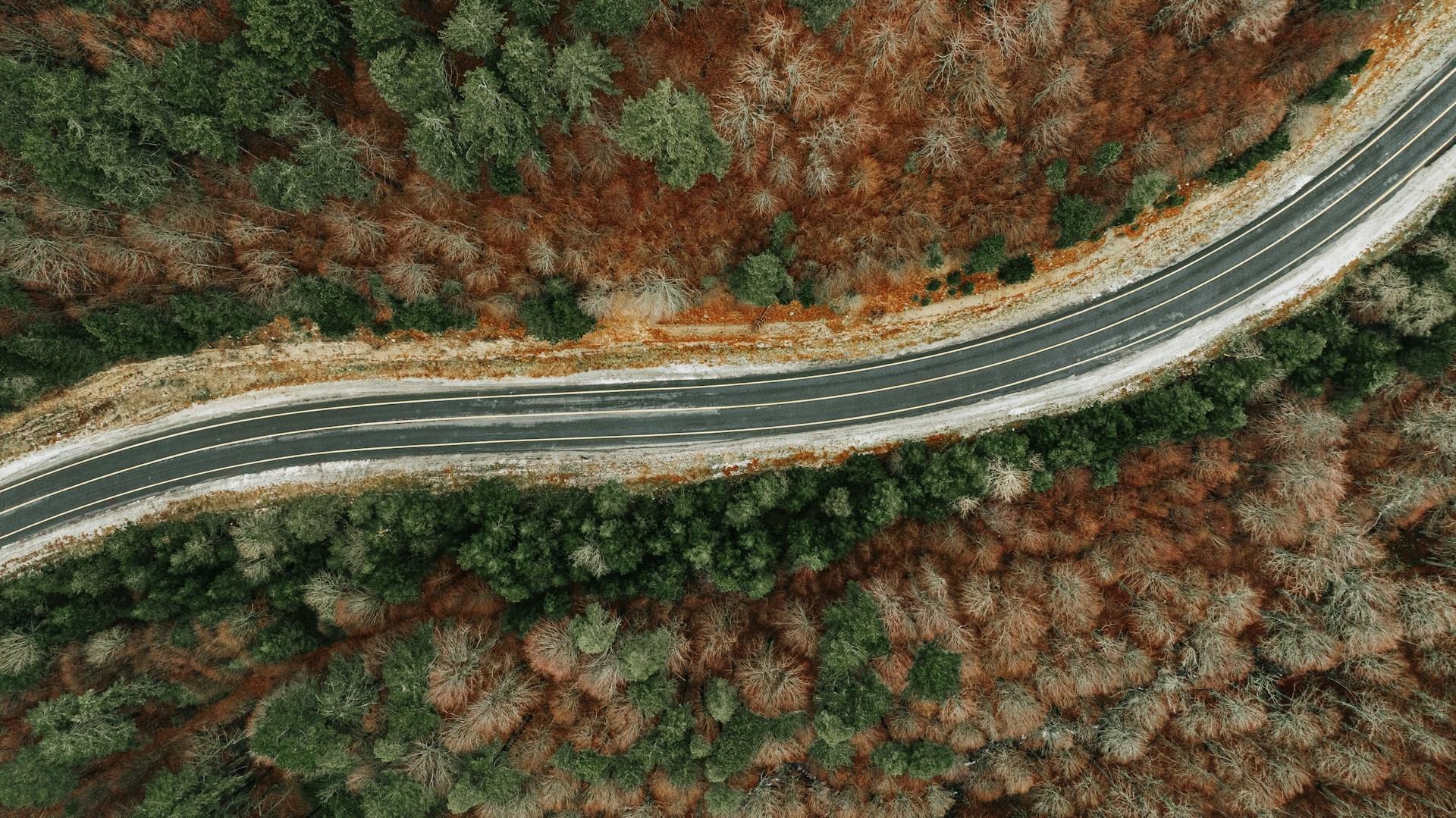 Highway cutting through a green and orange coloured forest environment.