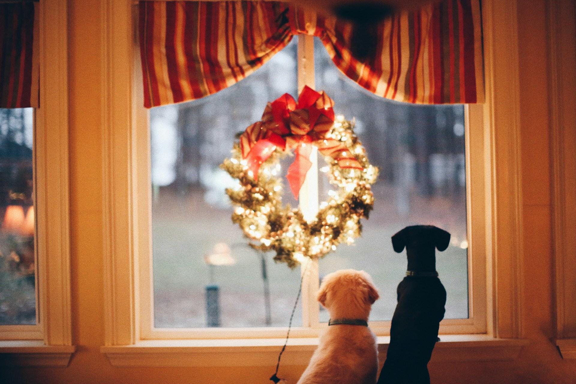 Two dogs gazing out a window with a lit Christmas wreath hanging.