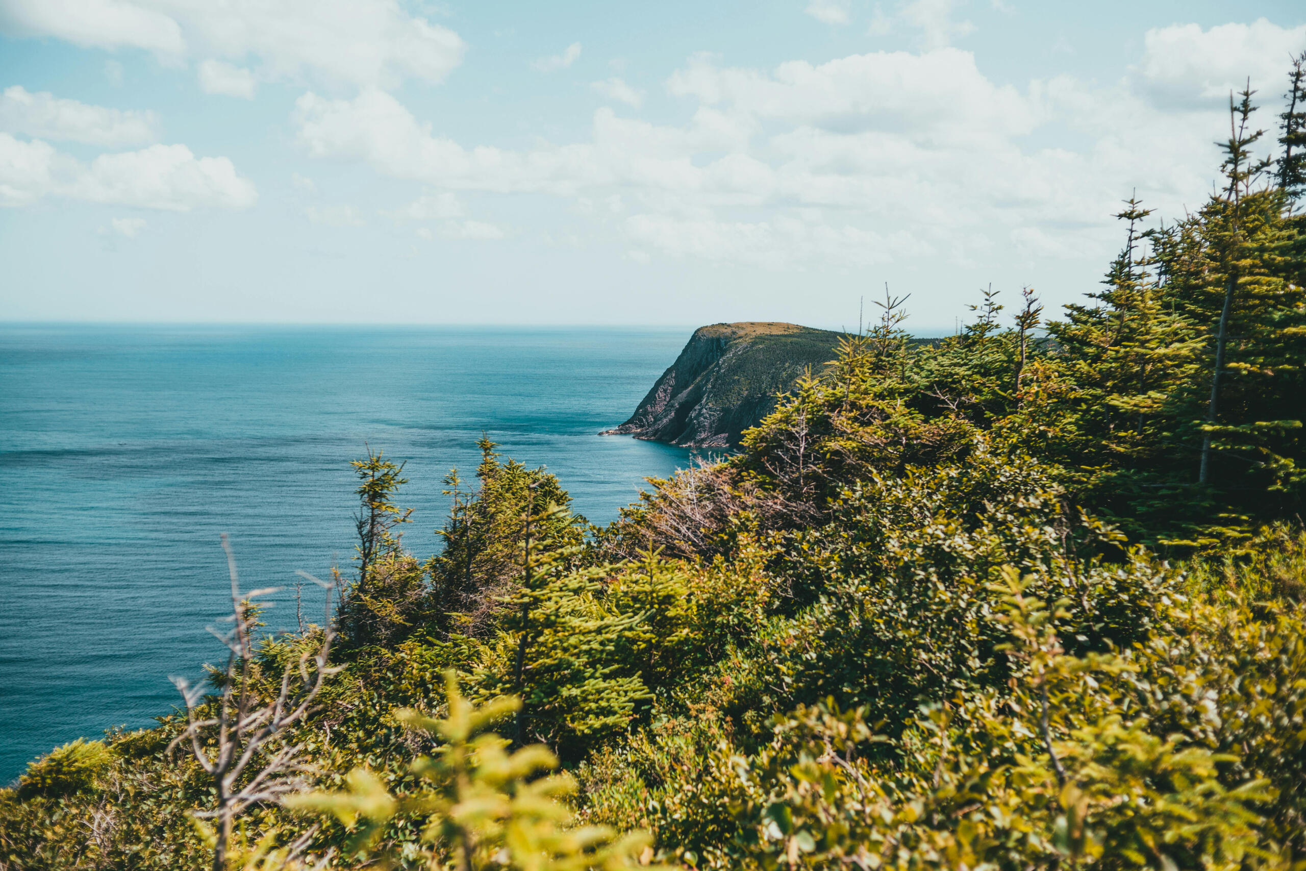 A view of a cliff and forest descending into a large body of water.