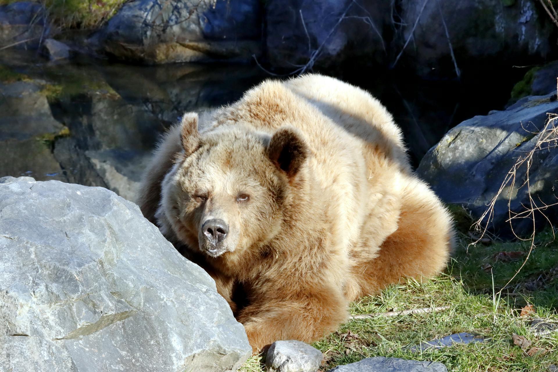 A large, fluffy brown bear rests on the grass near a rocky area, with a serene pond visible in the background.
