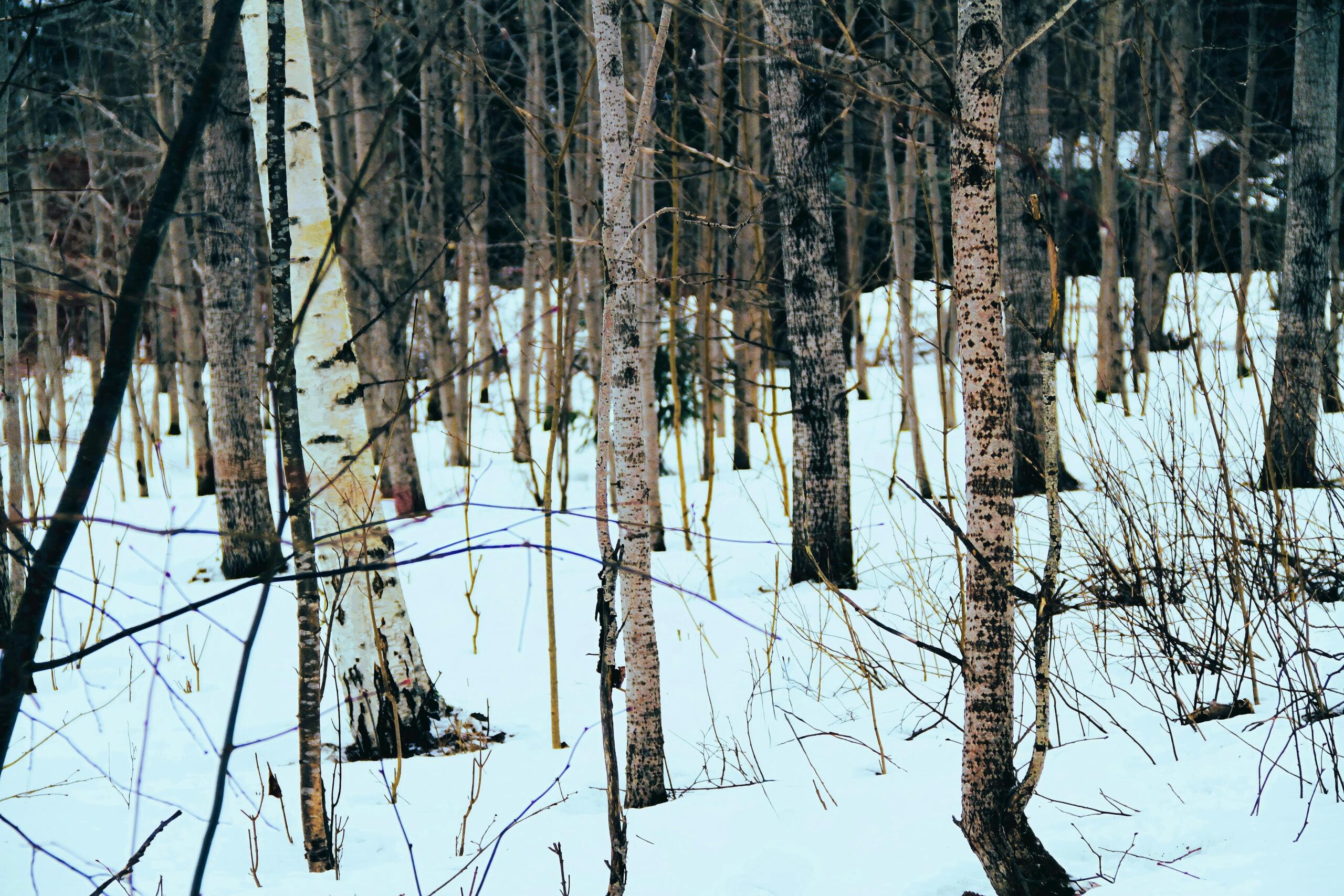 Pine trees on snowy ground.