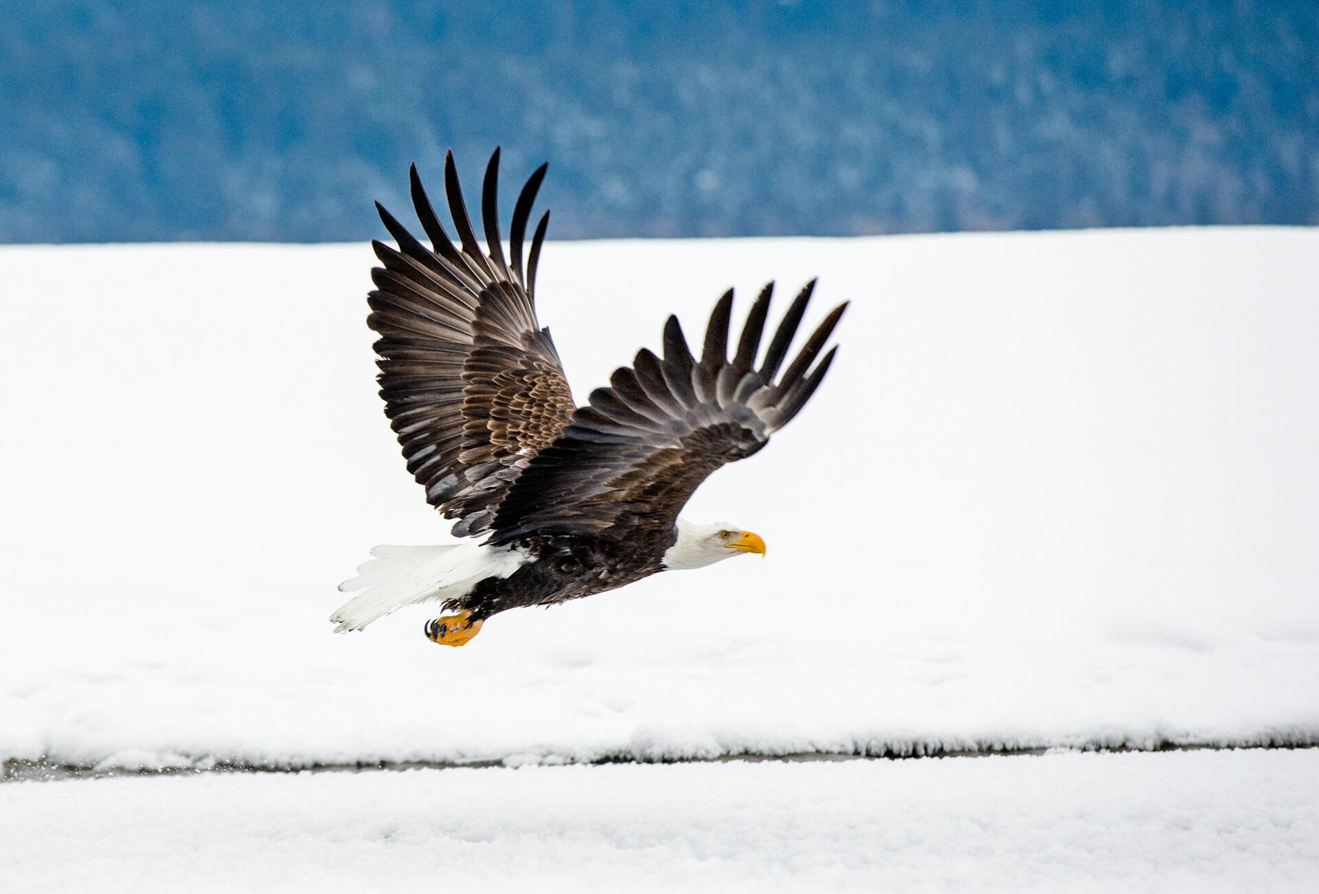 A majestic bald eagle soars over a snowy landscape, showcasing its striking white head and tail against dark wings.