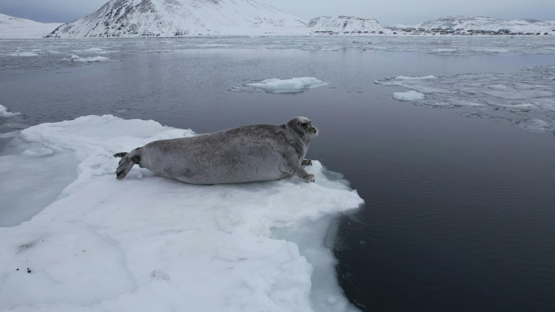 A gray seal rests on a floating ice patch near a calm, icy Arctic water, surrounded by snowy mountains under a gray sky.