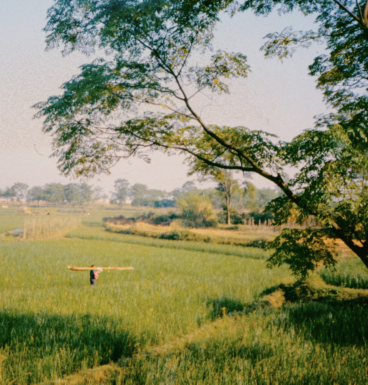 A farmer in a field gently carries a long pole, surrounded by lush green plants under a clear blue sky.