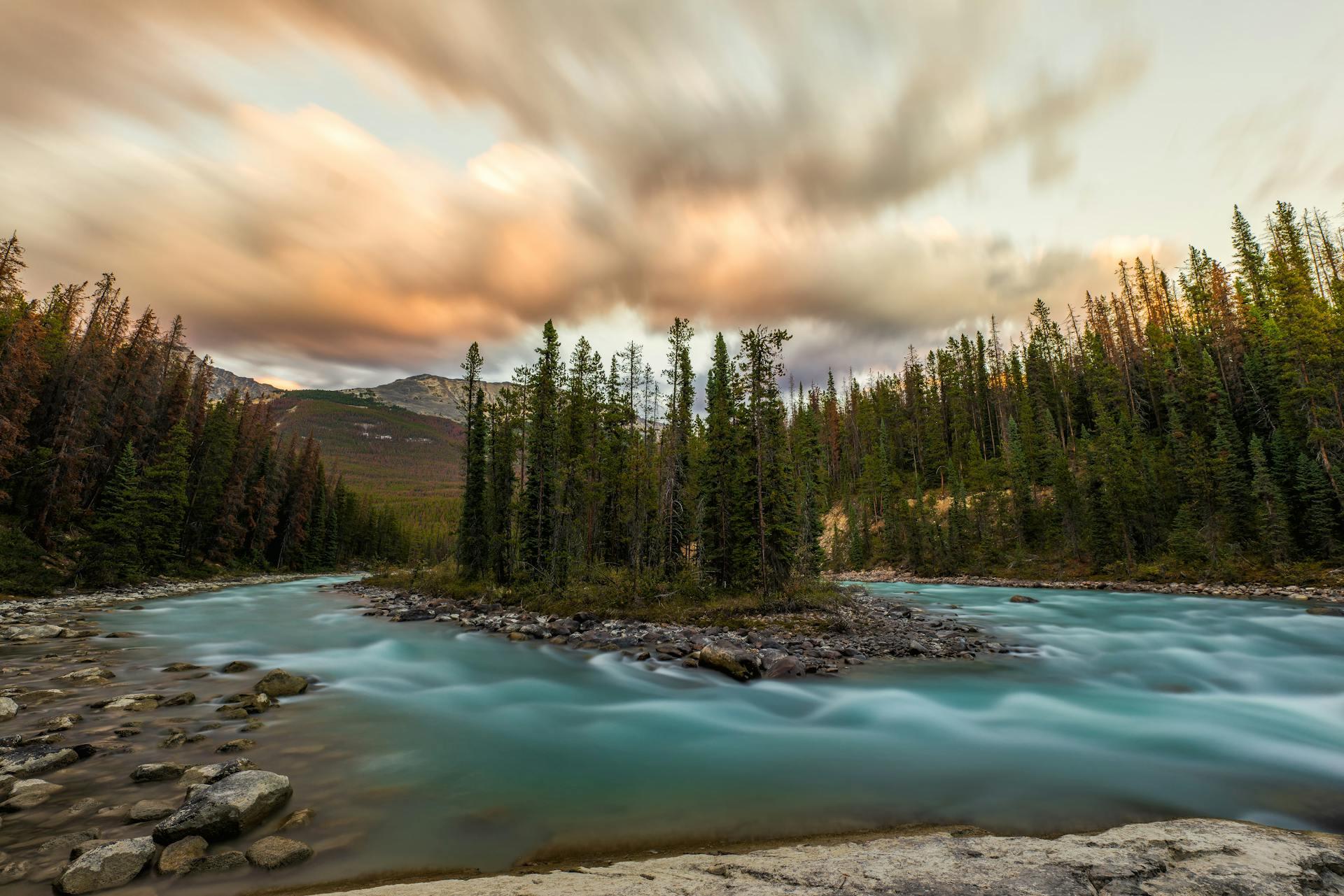 Green Pine Trees Surrounded by Flowing Water.