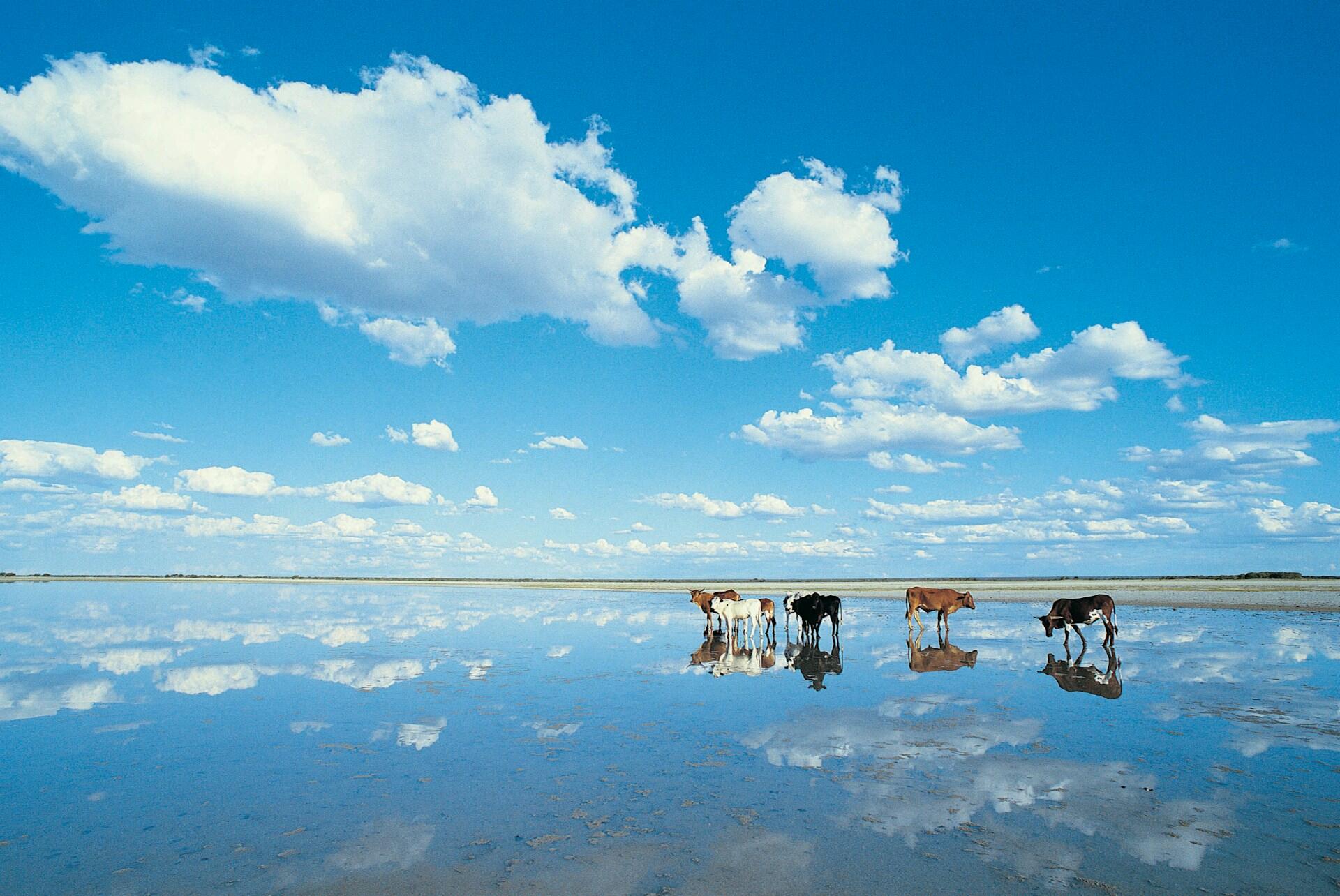 Cows wade through a reflecting body of water under a bright blue sky filled with fluffy white clouds.