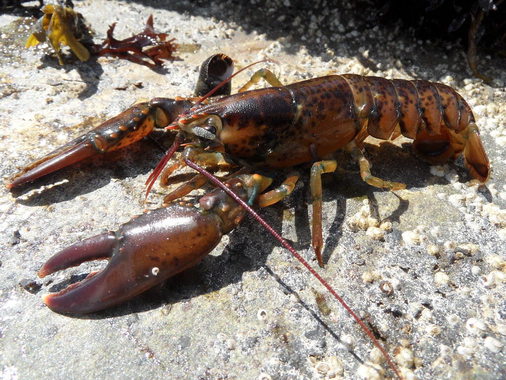 Close-up view of a dark brown and reddish American lobster resting on a rocky surface, showing its large claws and segmented body.