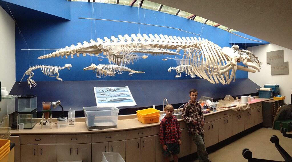 Marine biology students standing in front of a whale skeleton exhibit at Bamfield Marine Sciences Centre in Canada.