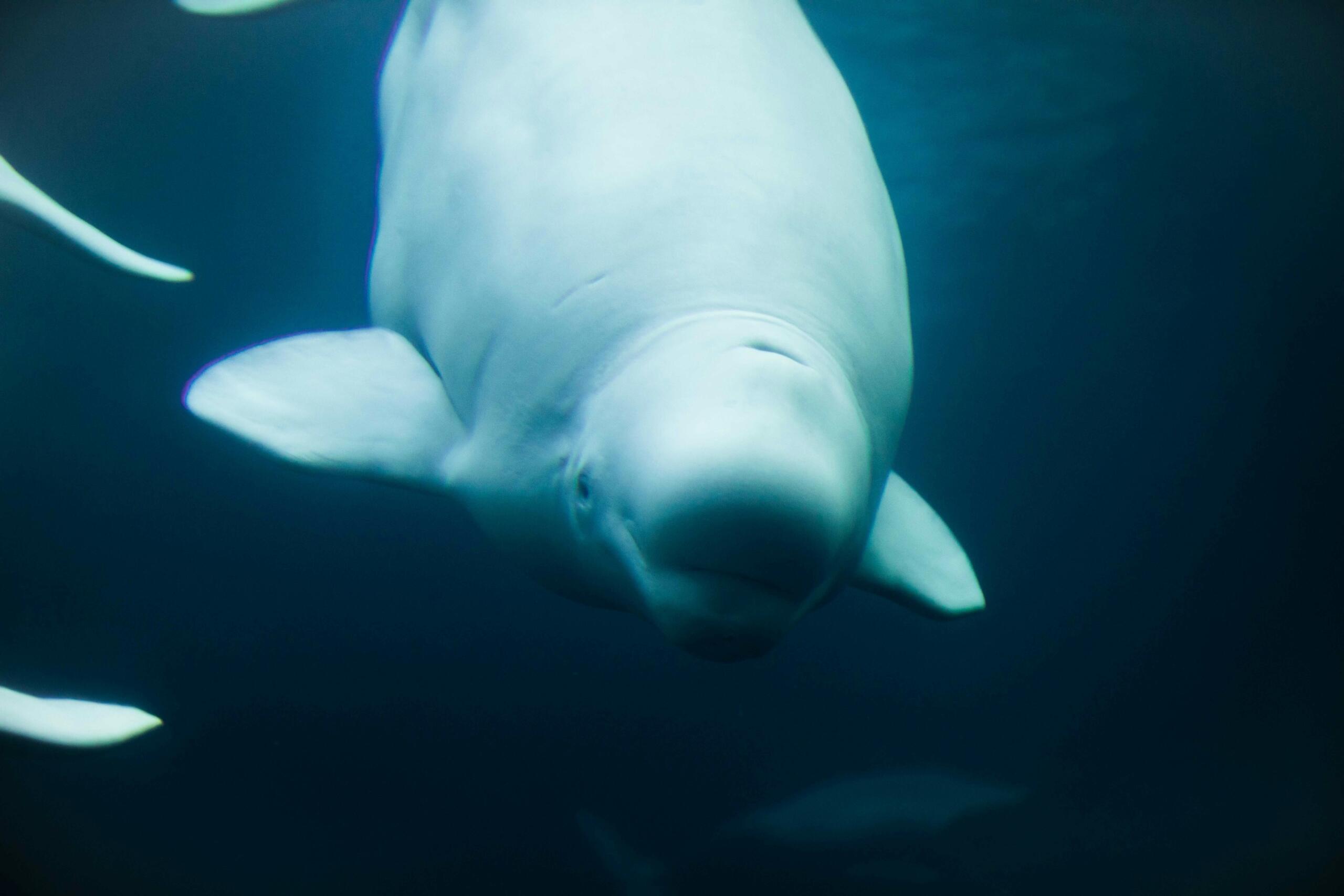Close-up of a beluga whale swimming underwater in deep blue light.