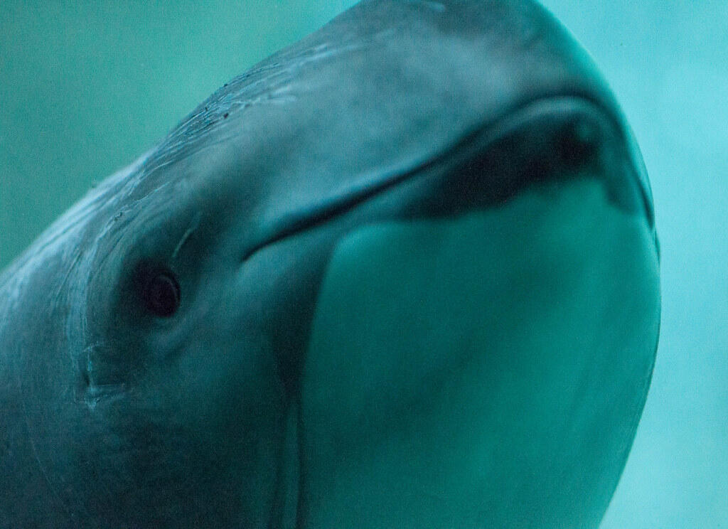 Close-up of a harbour porpoise under water, highlighting its smooth, grey body and small eye in a dim, bluish environment.