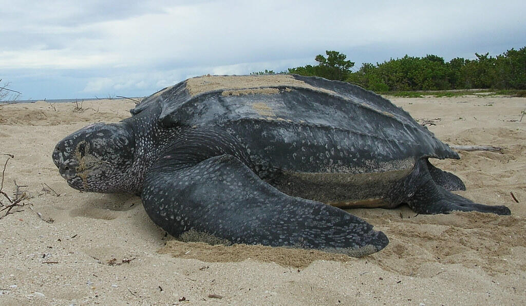 A large leatherback sea turtle resting on a sandy beach, with its dark, leathery shell and a background of low vegetation.